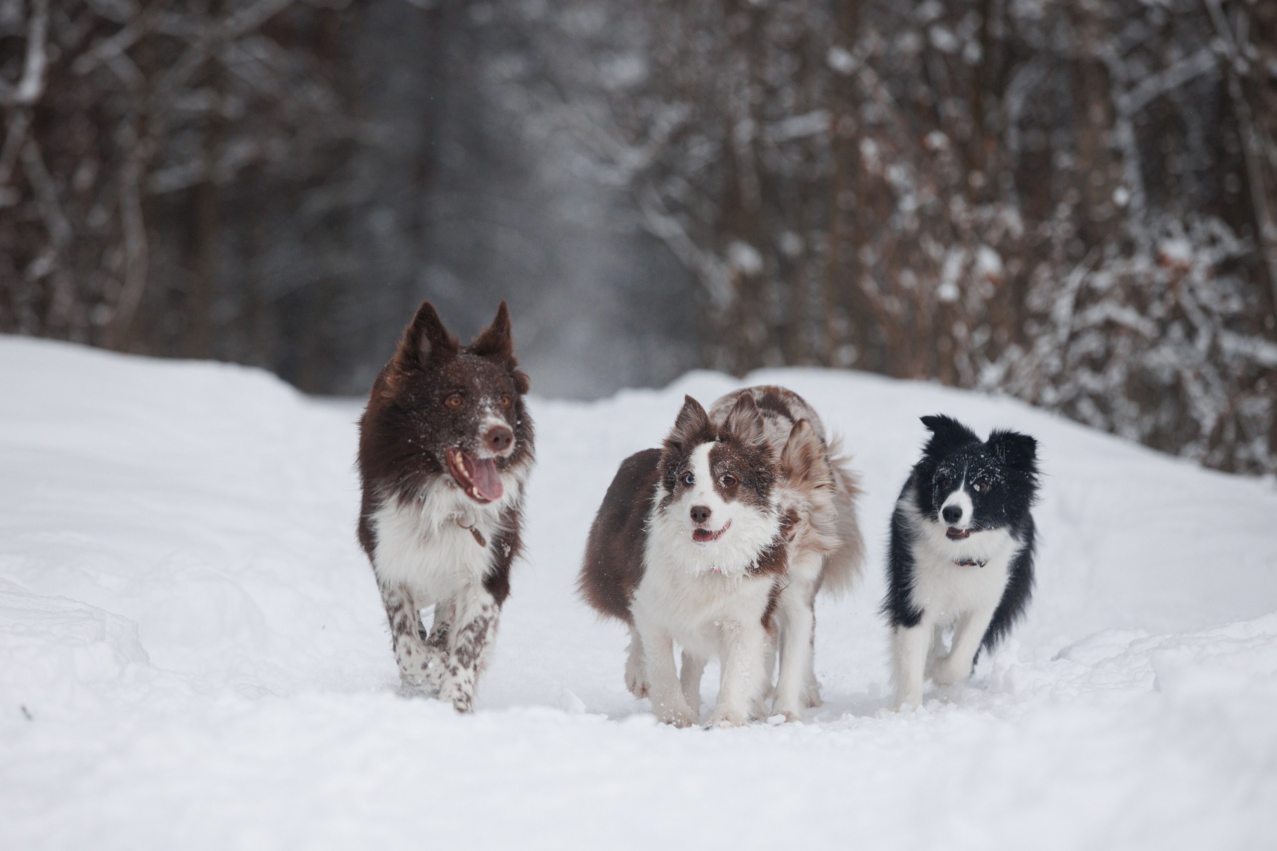 Даша и компания. Фотограф анималист Кристина Карпова, Москва