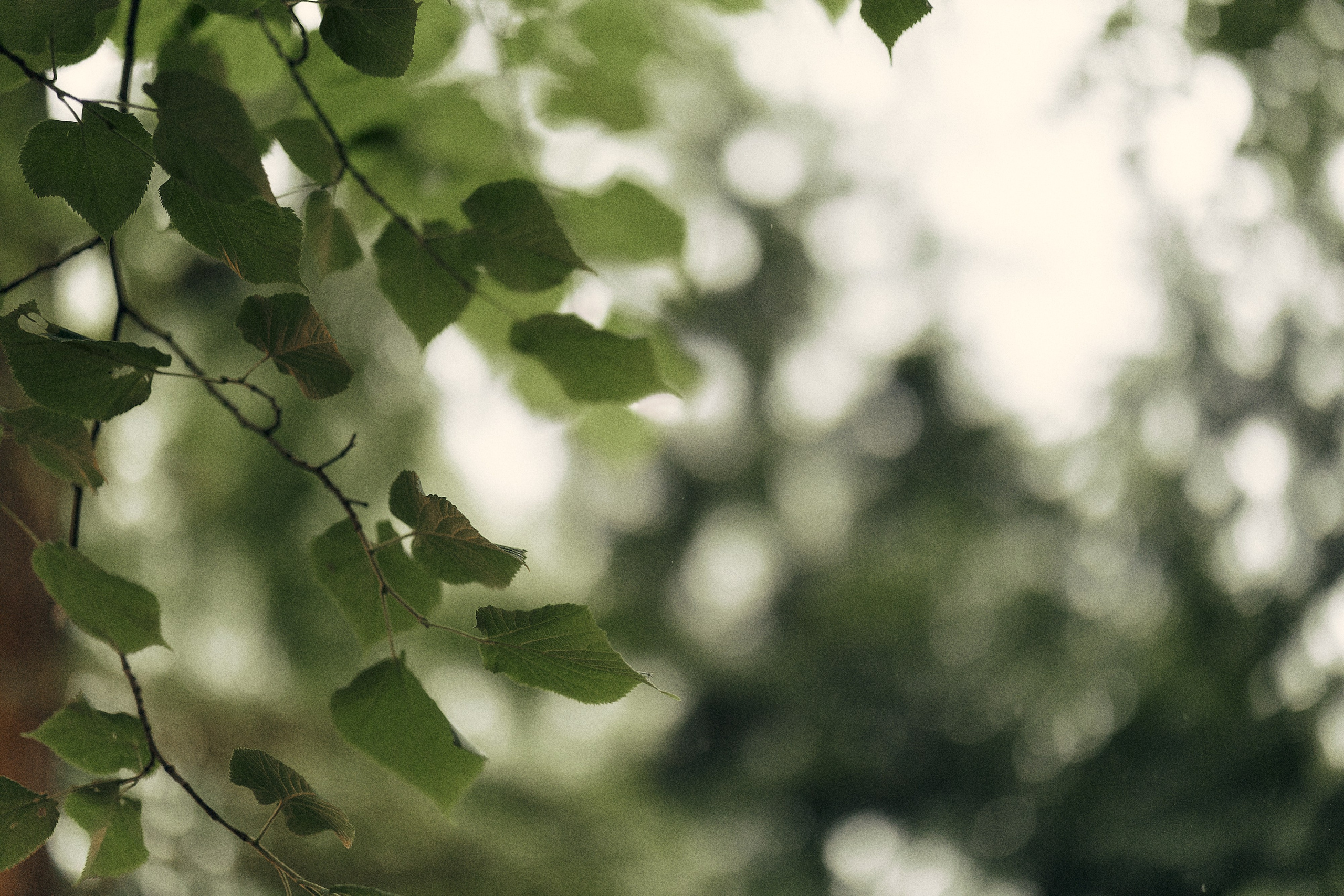 Анастасия и Влад. Свадебный и семейный фотограф в Иваново и Москве Мильков Вадим
