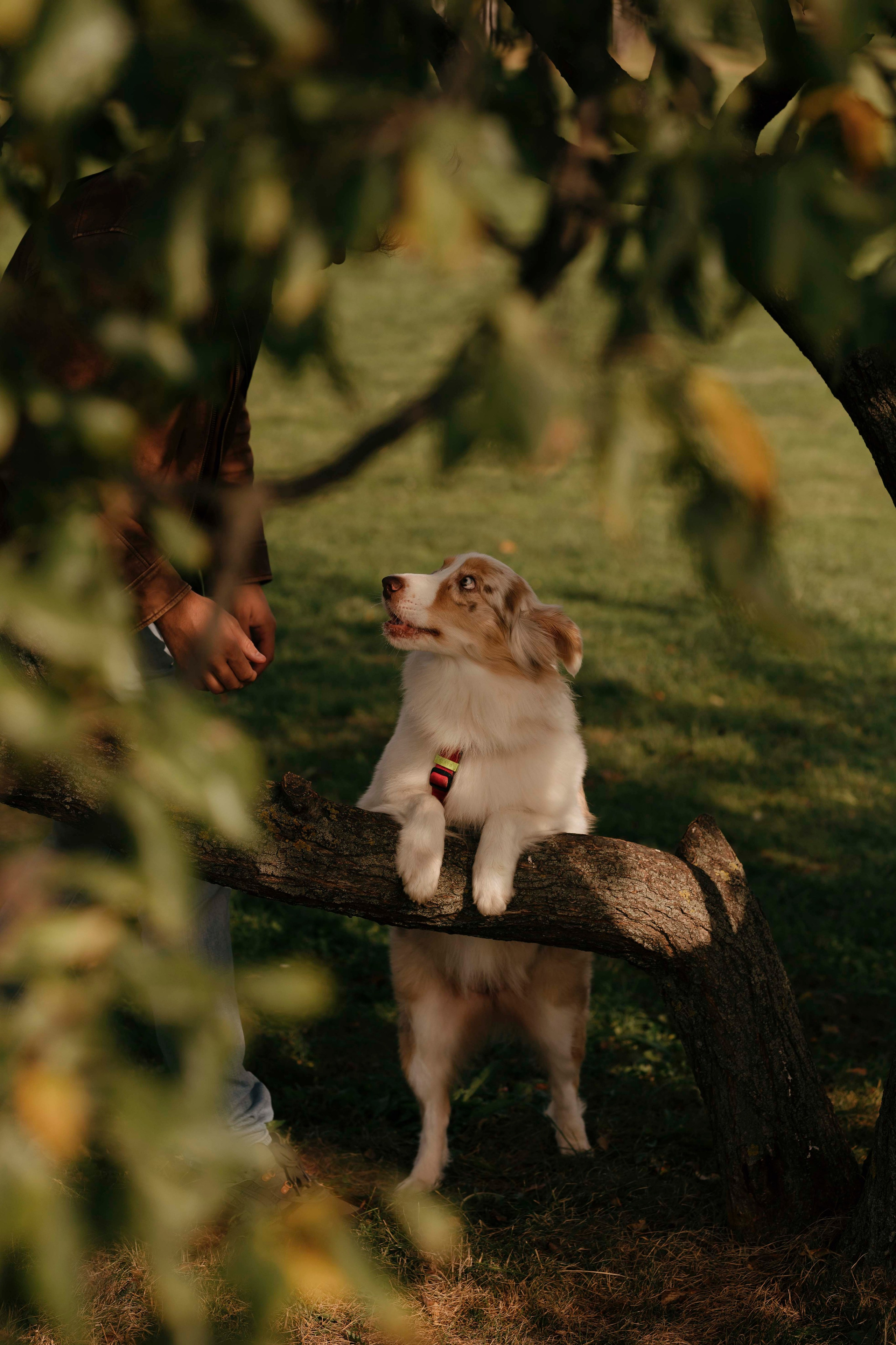 Дженни. Фотограф- анималист Александра Матвеева