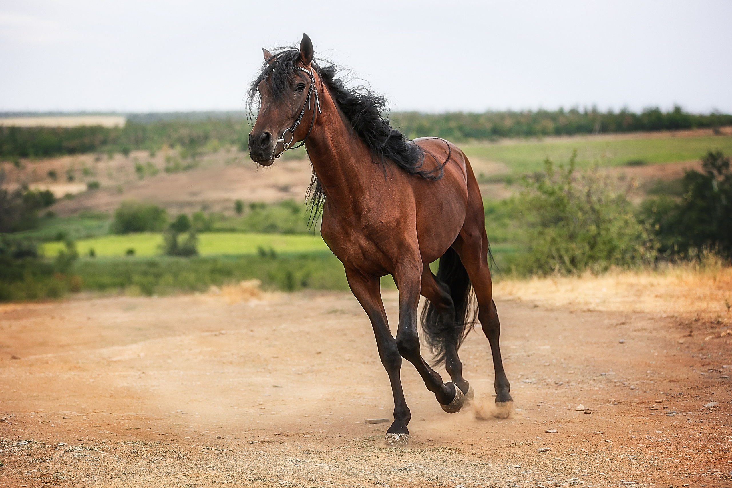 ЛОШАДИ. Фотограф-АниМалист Анна Абрамова