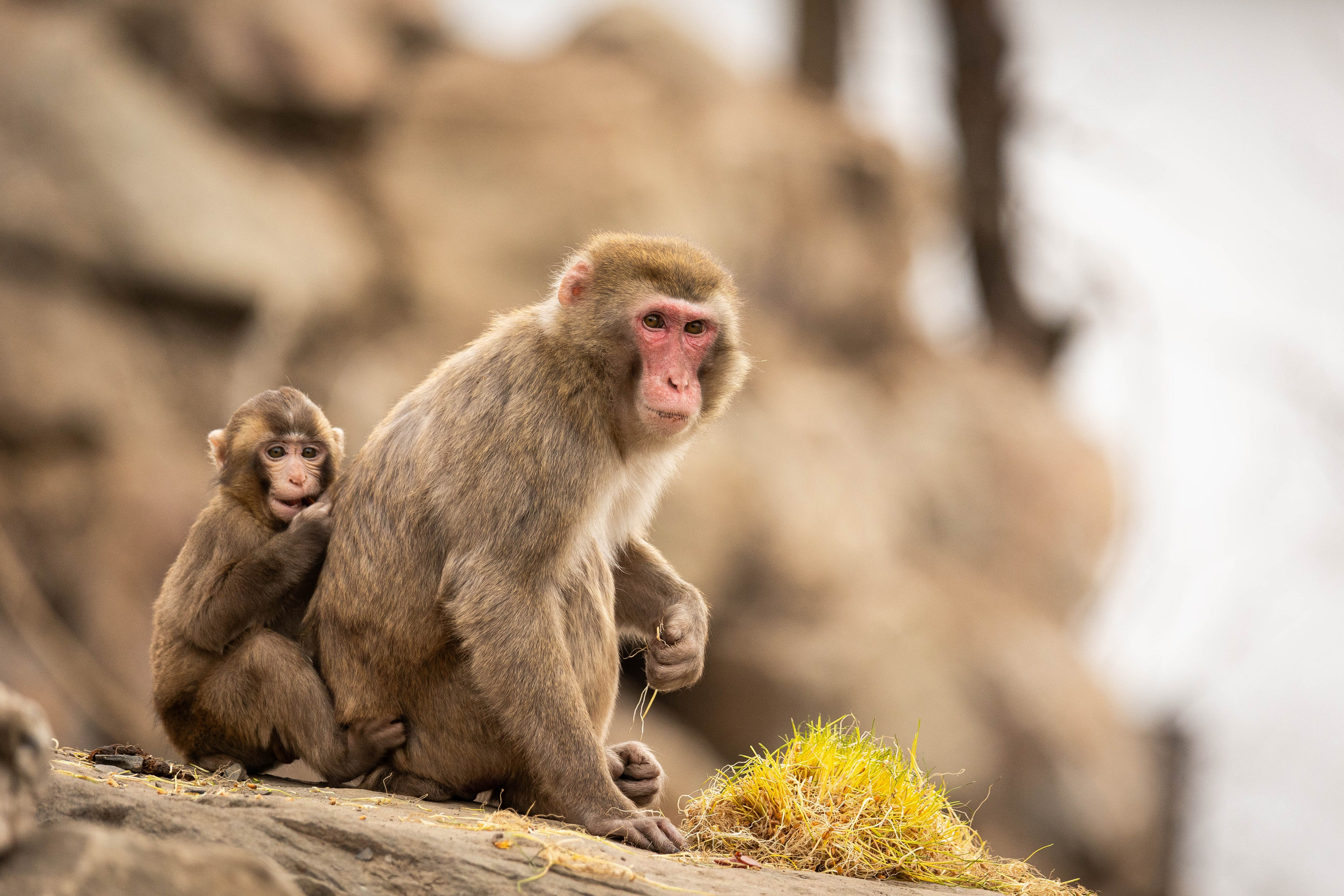 Парк Малинки 2026. Фотограф-АниМалист Анна Абрамова