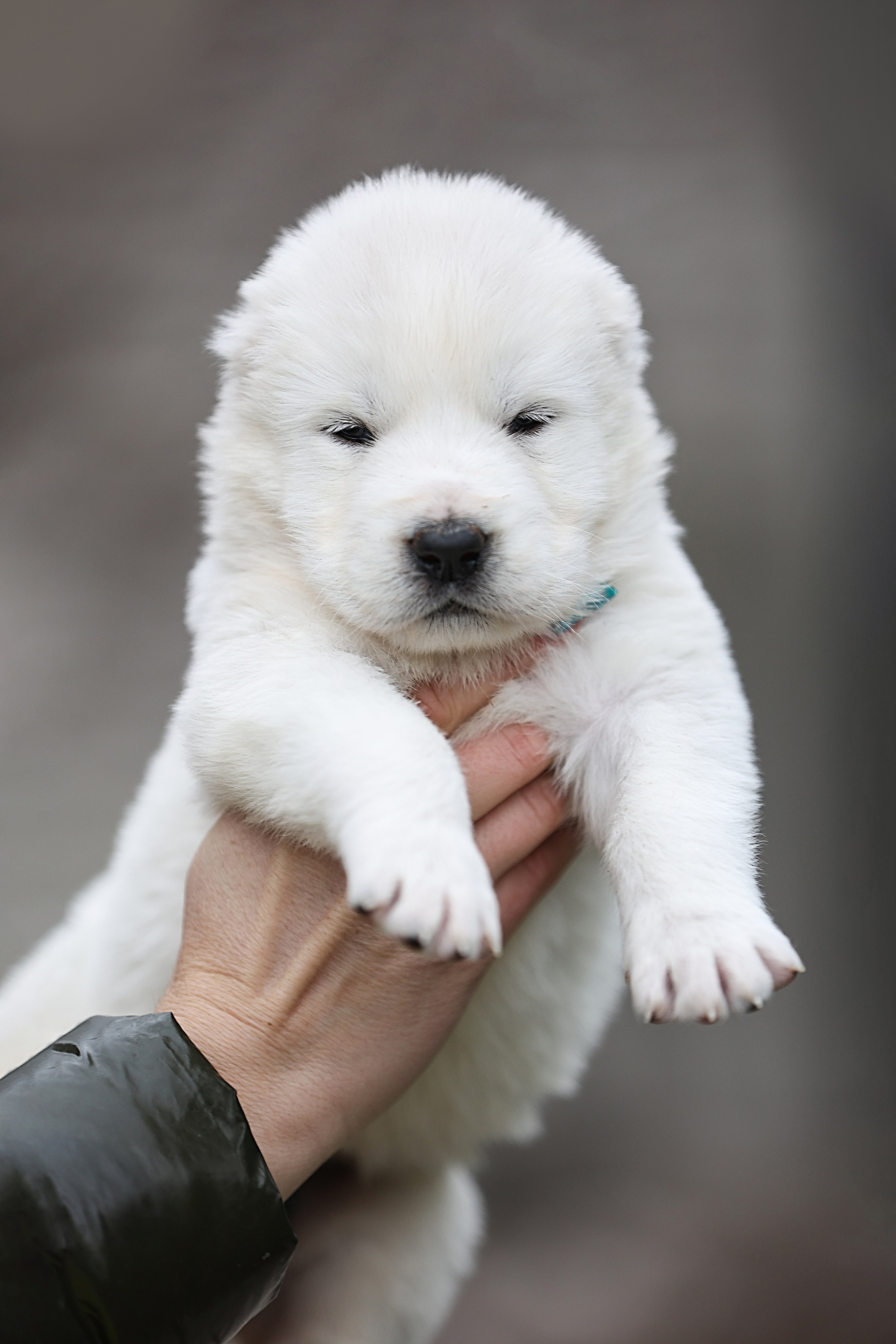 ФОТОССЕСИЯ ЩЕНКОВ. Фотограф-АниМалист Анна Абрамова
