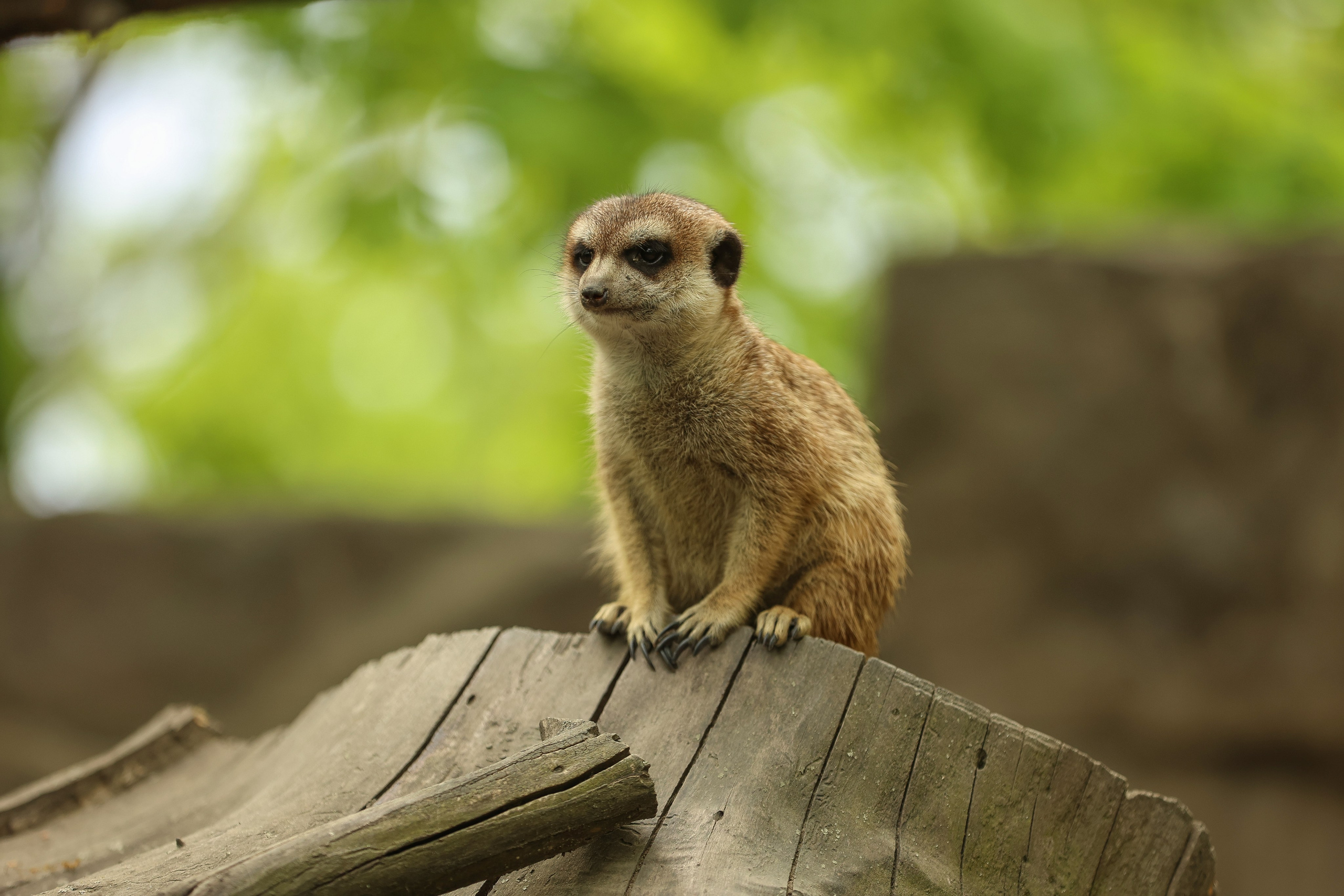 Зоопарк Малинки. Фотограф-АниМалист Анна Абрамова