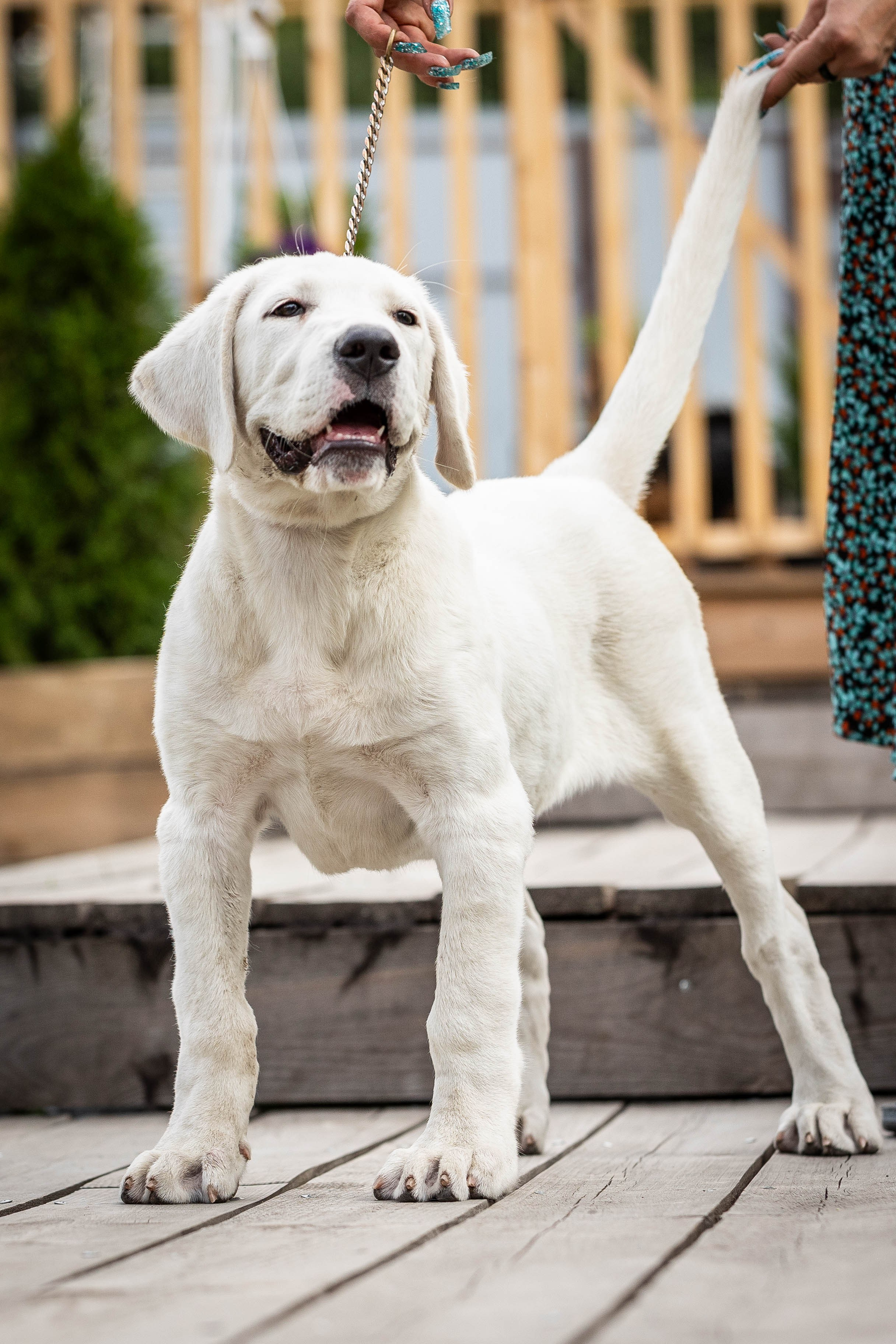 Иншала и Сирена. Фотограф-АниМалист Анна Абрамова