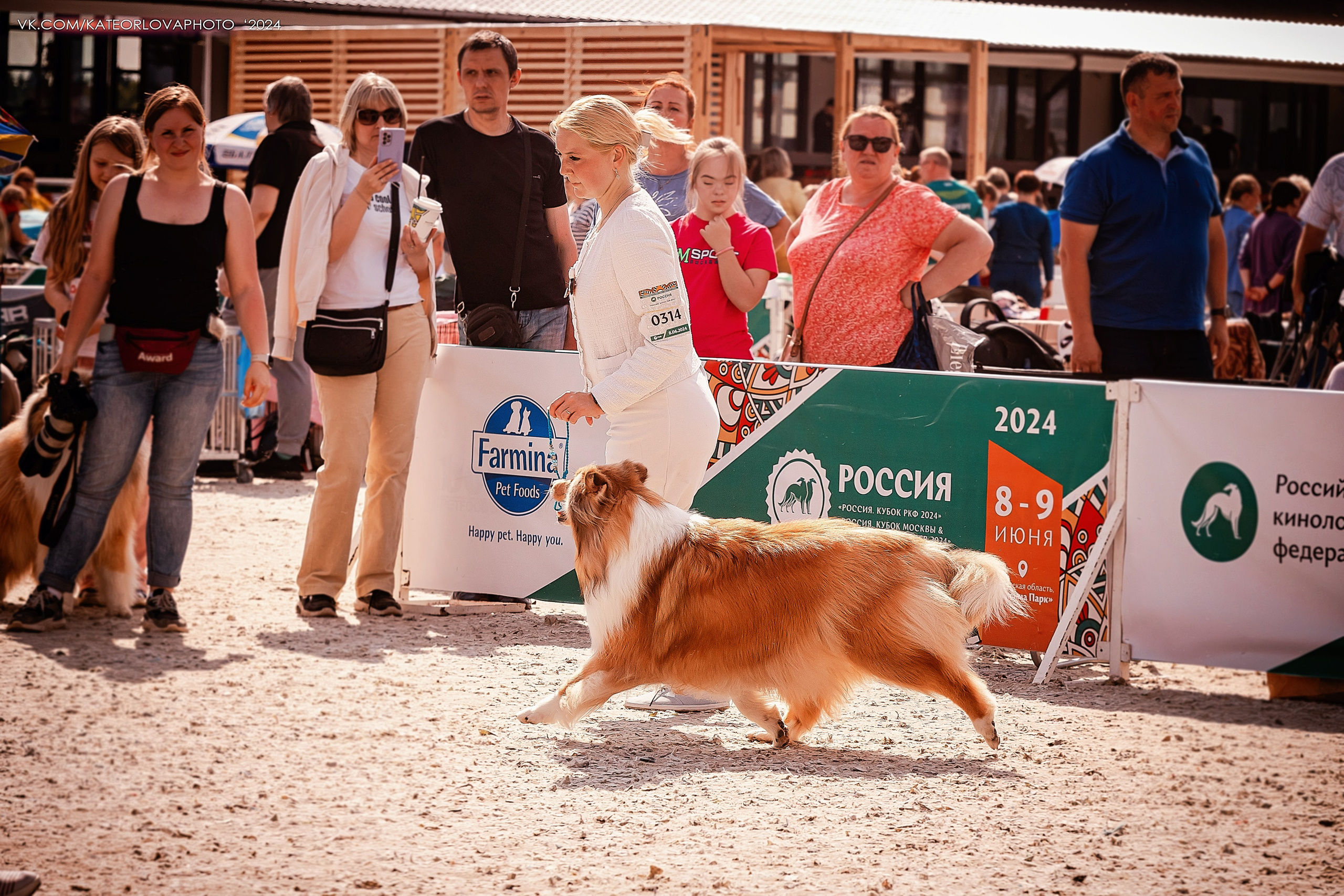 Фотосъемка собак, щенков, на выставках, фотограф анималист Россия воронеж. Питомник собак Акита, Хаски, Корги