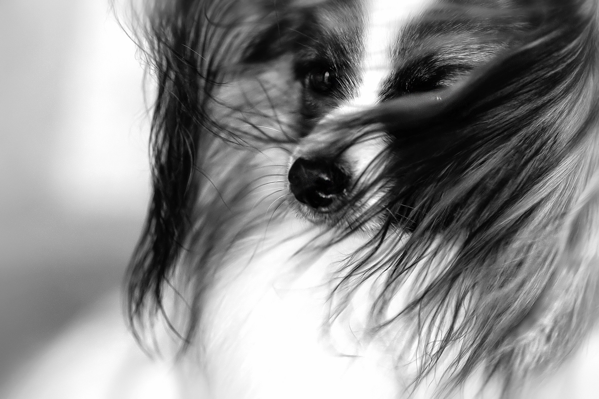 Хьюстон. Фотограф анималист Аня Ливанова | Рыбинск