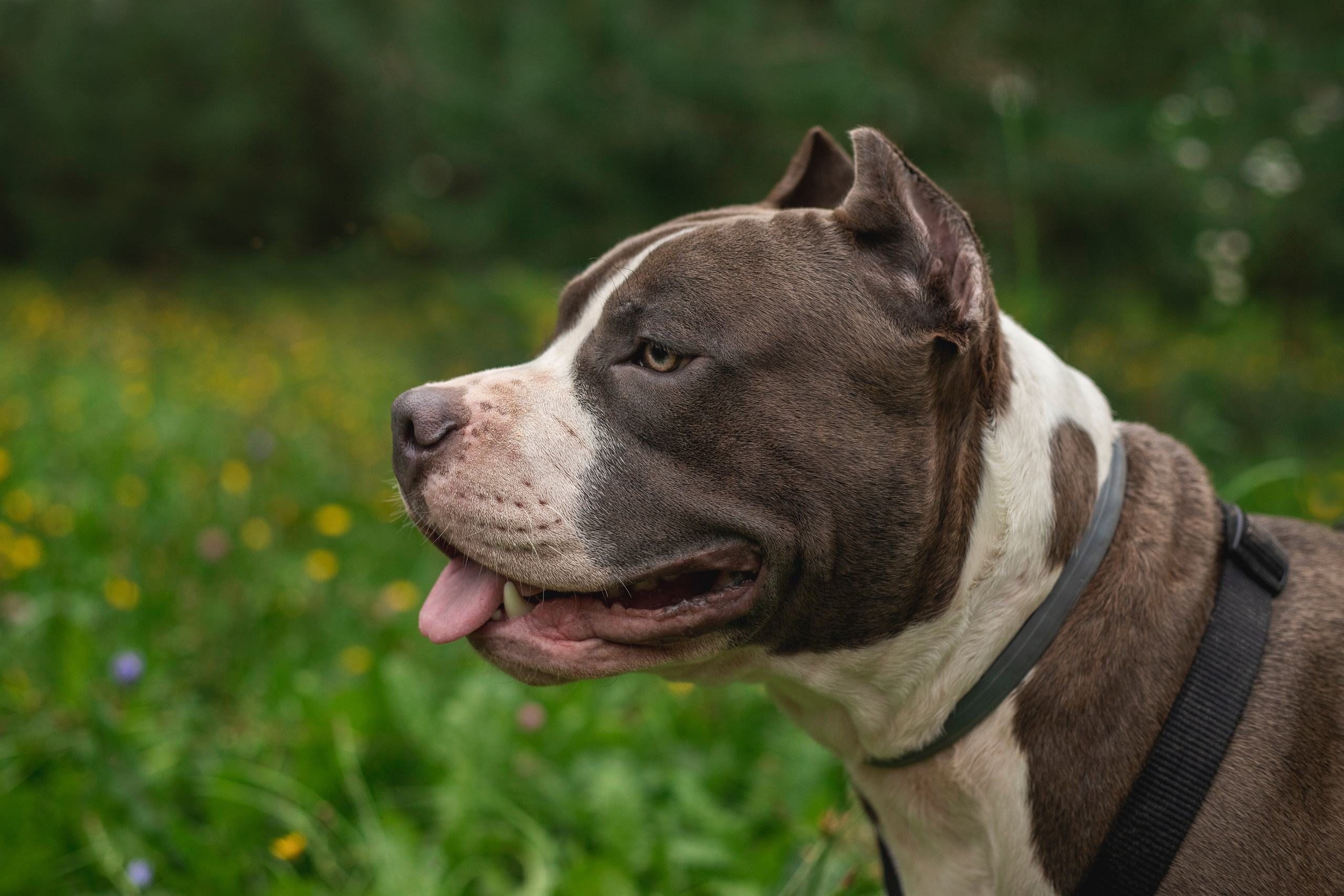 Портфолио. Фотограф-анималист Анна Леонтьева • Москва