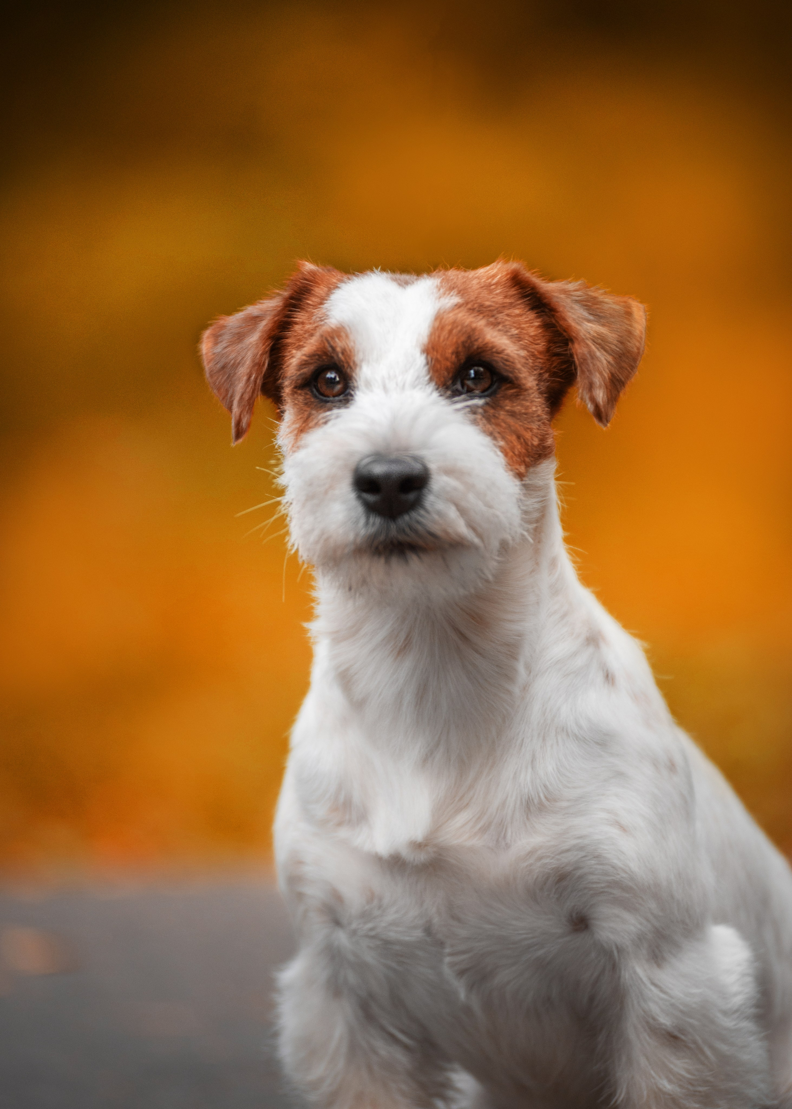 Осень с рыжими собаками. Дог-фотограф в Тюмени Александра Королева
