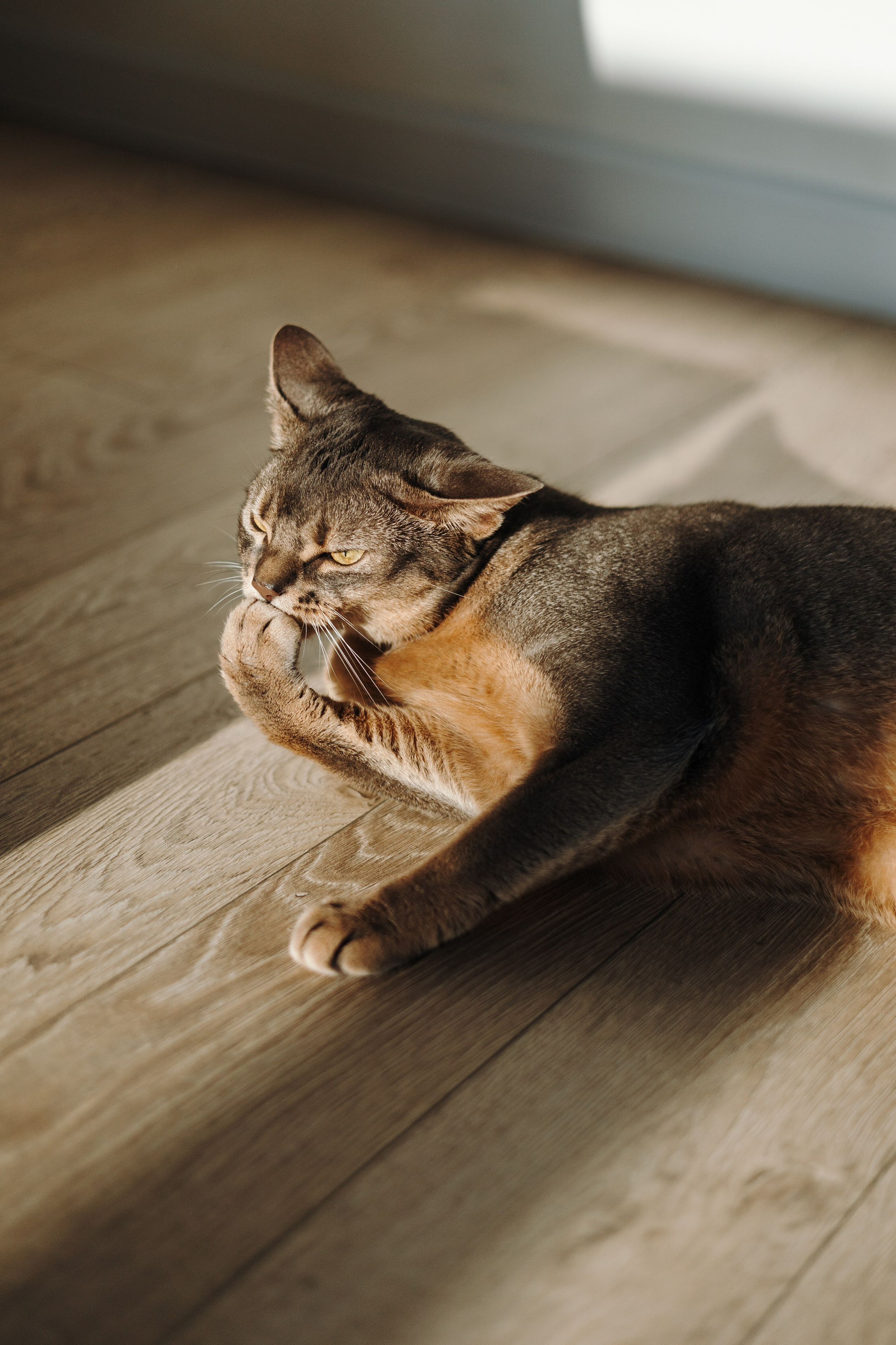 Циско и его семья. Фотограф — Анималист | Санкт-Петербург