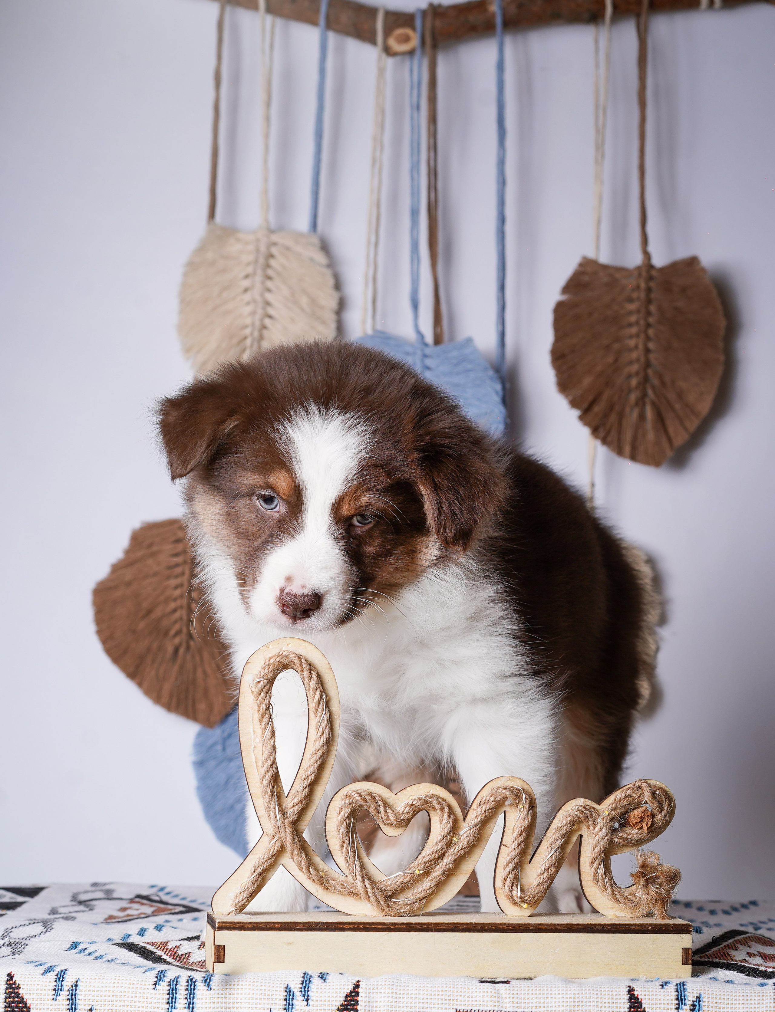 Щенки аусси. Фотограф-анималист в Санкт-Петербурге Яна Мартынова