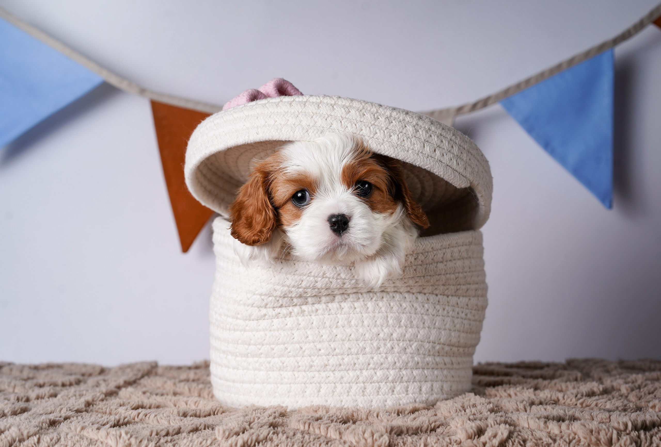 Щенки кавалер кинг чарльз спаниеля. Фотограф-анималист в Санкт-Петербурге Яна Мартынова