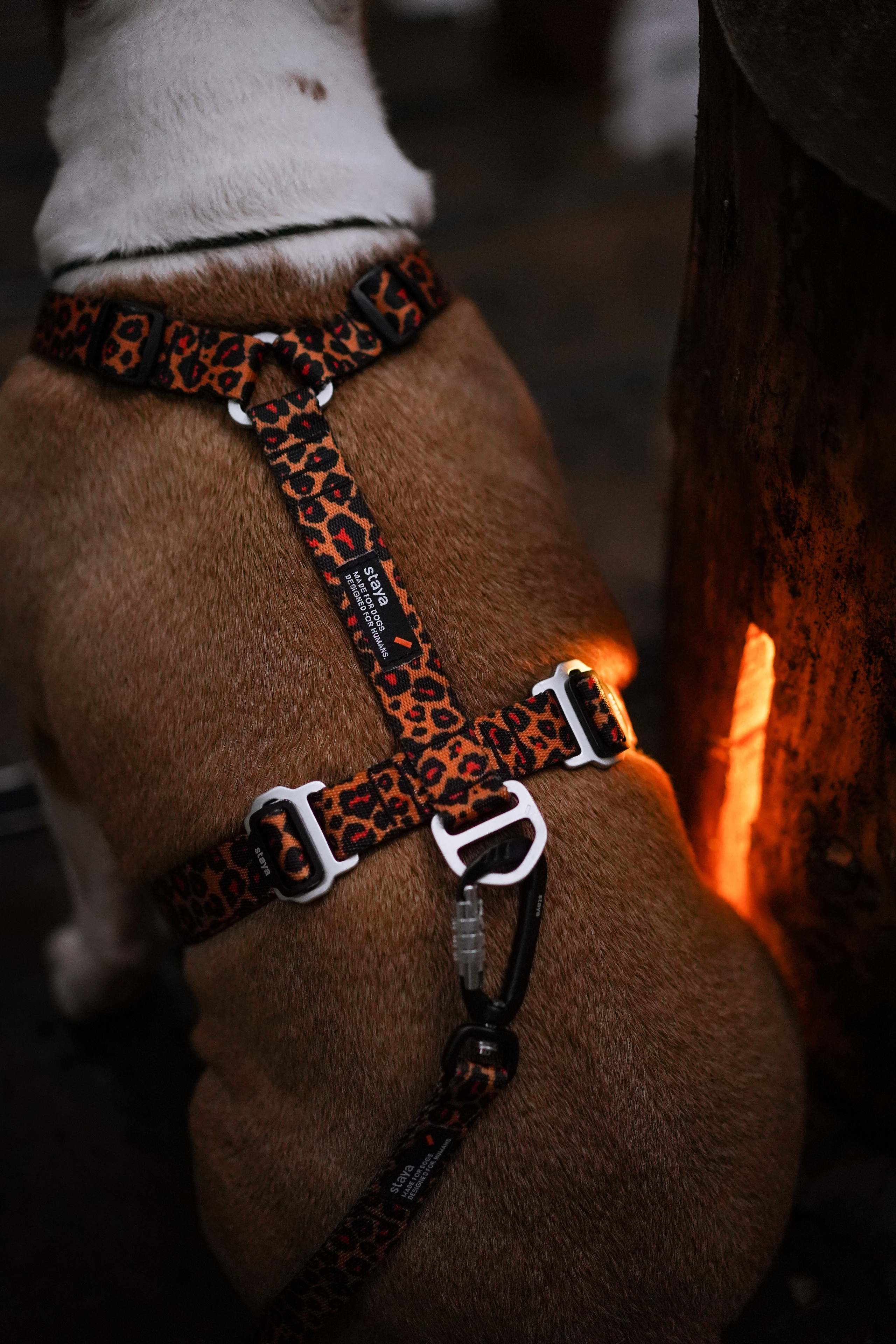 Юни на горе Паасо. Фотограф-анималист в Санкт-Петербурге Яна Мартынова