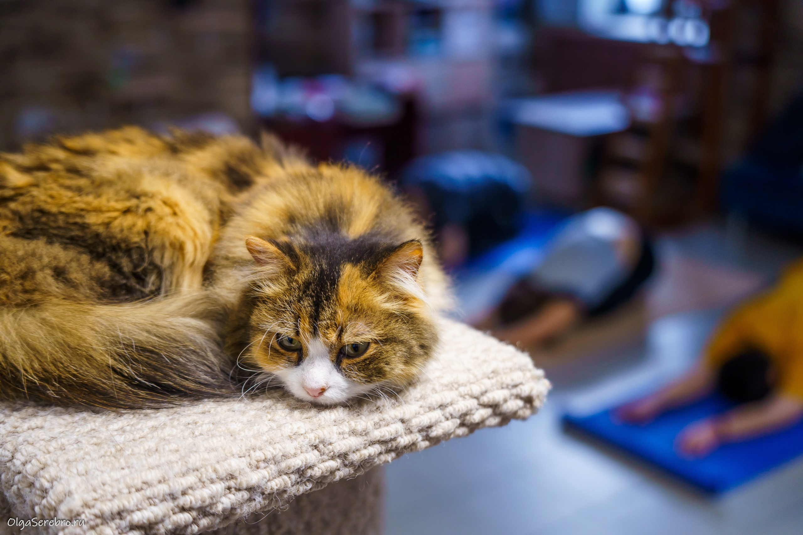 КОТОЙОГА. Фотограф Челябинск · Ольга Серебрякова