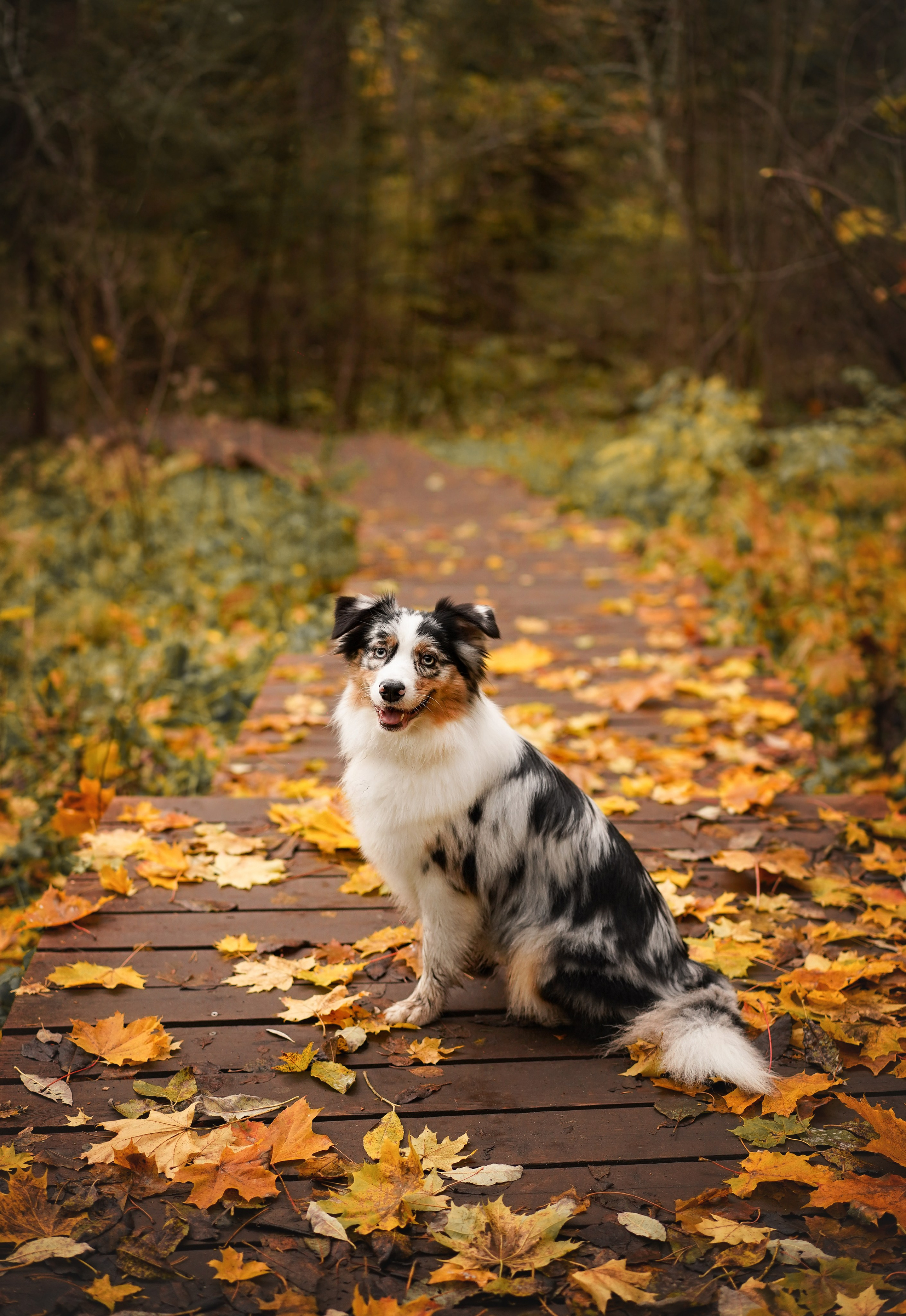Соня Гавриил и Юкки. Фотограф-анималист в Санкт-Петербурге Яна Мартынова