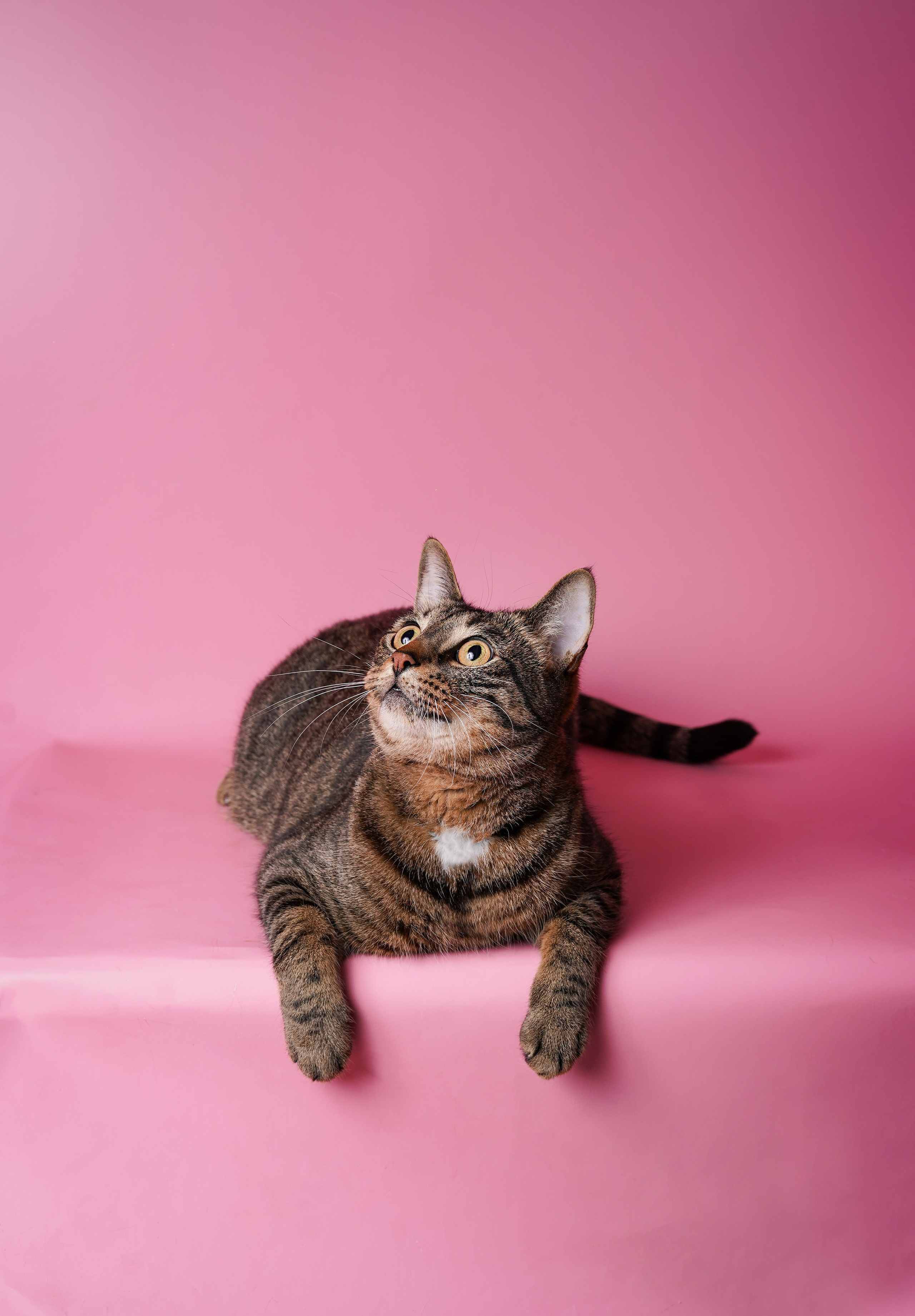 Маффин и Сэм. Фотограф-анималист в Санкт-Петербурге Яна Мартынова