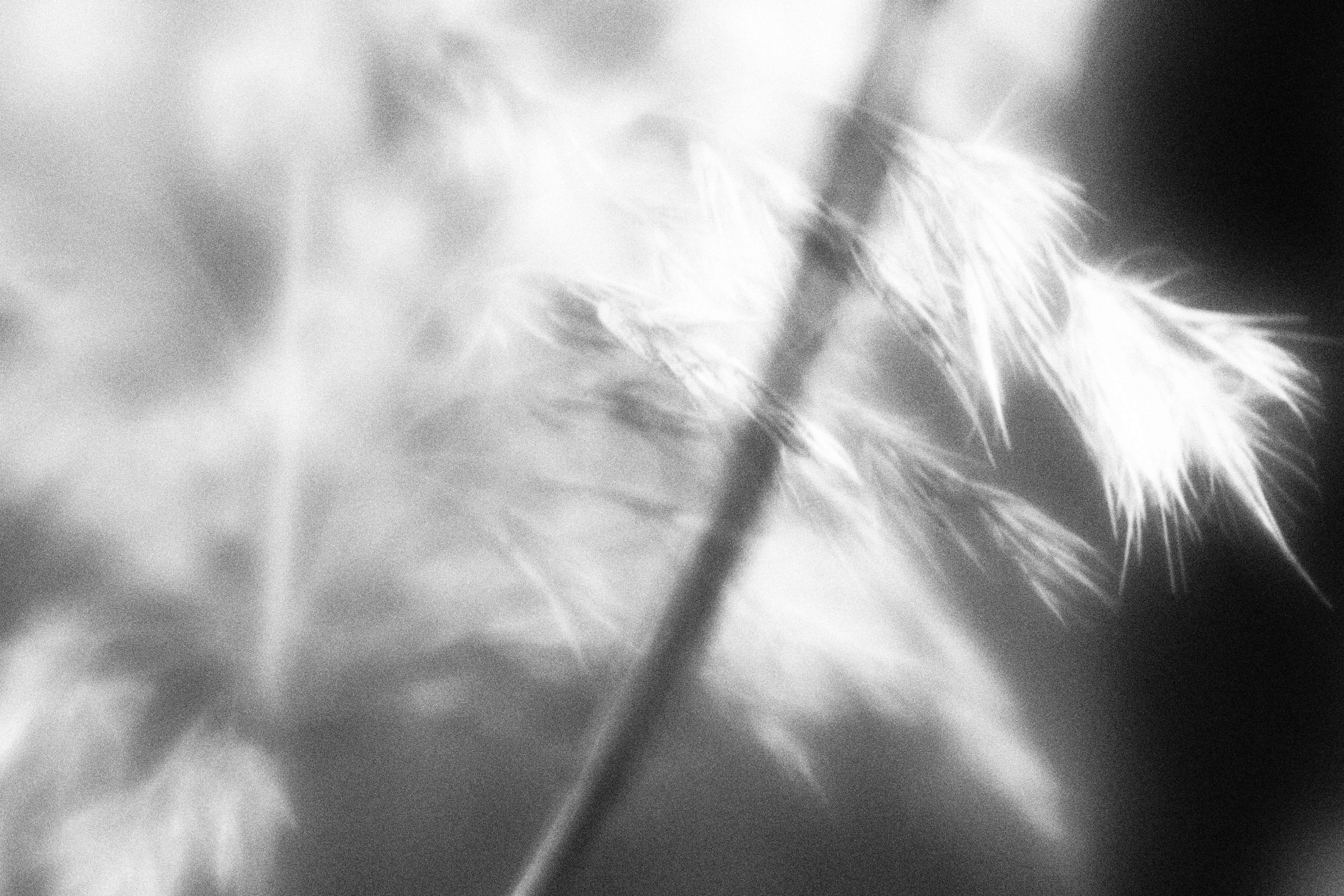 Внутривенные сны (2023)