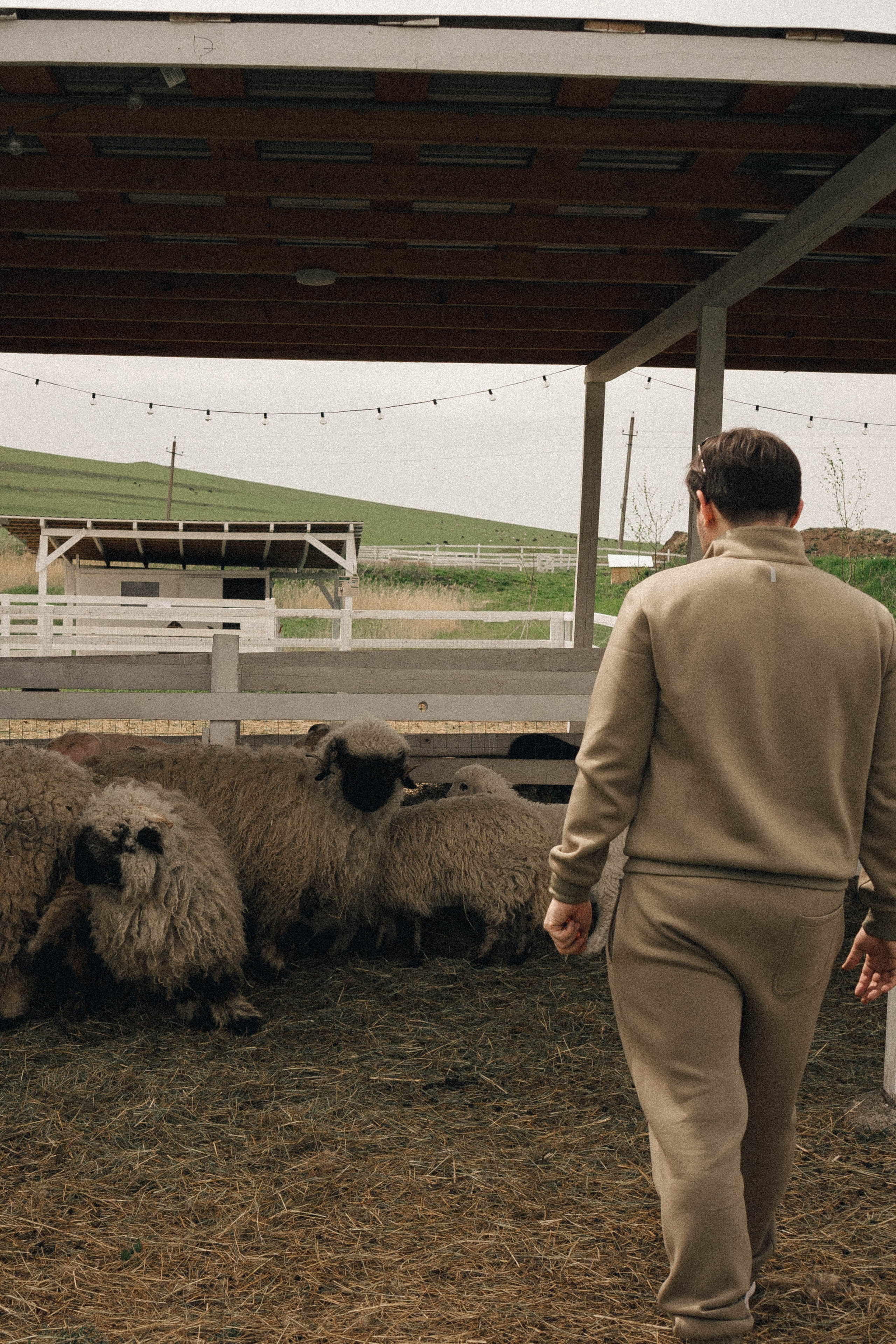 Ферма Альпак. Профессиональный фотограф, Санкт-Петербург — Виктория Богомолова