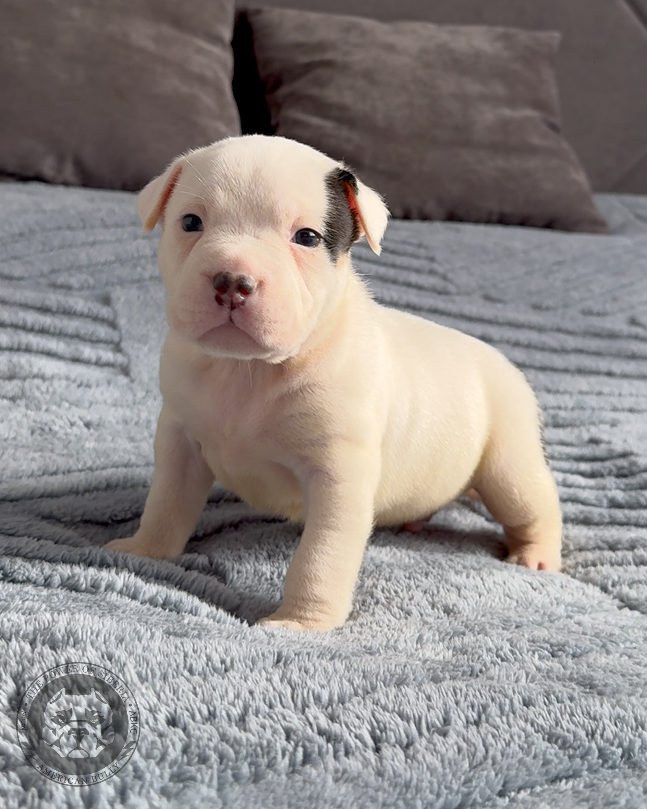 Свободные щенки Американский Булли, в типах покет, классик, стандарт. Американский Булли в г. Ростов-на-Дону. Питомник THE POWER OF SIBERIA