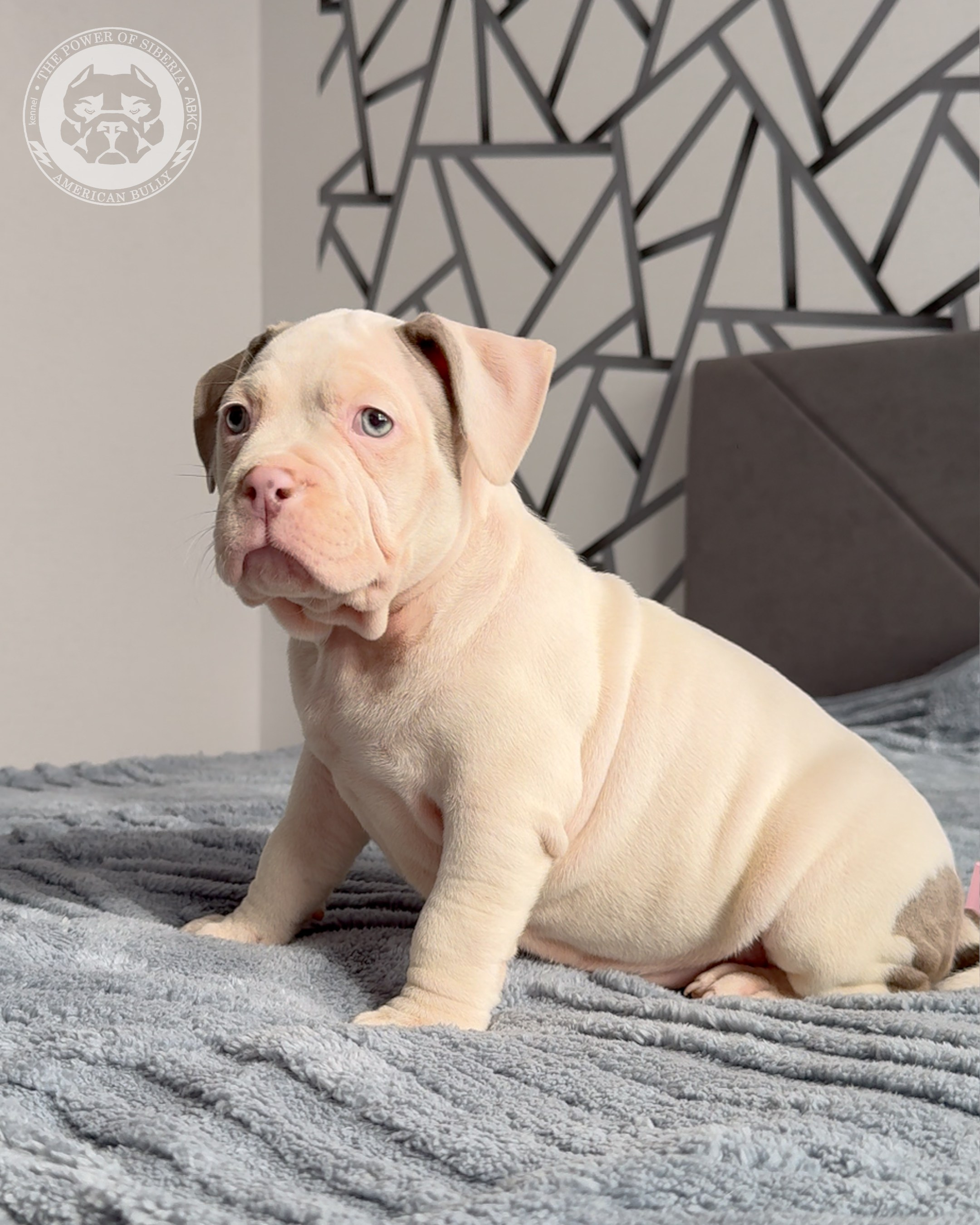 Свободные щенки Американский Булли, в типах покет, классик, стандарт. Американский Булли в г. Ростов-на-Дону. Питомник THE POWER OF SIBERIA