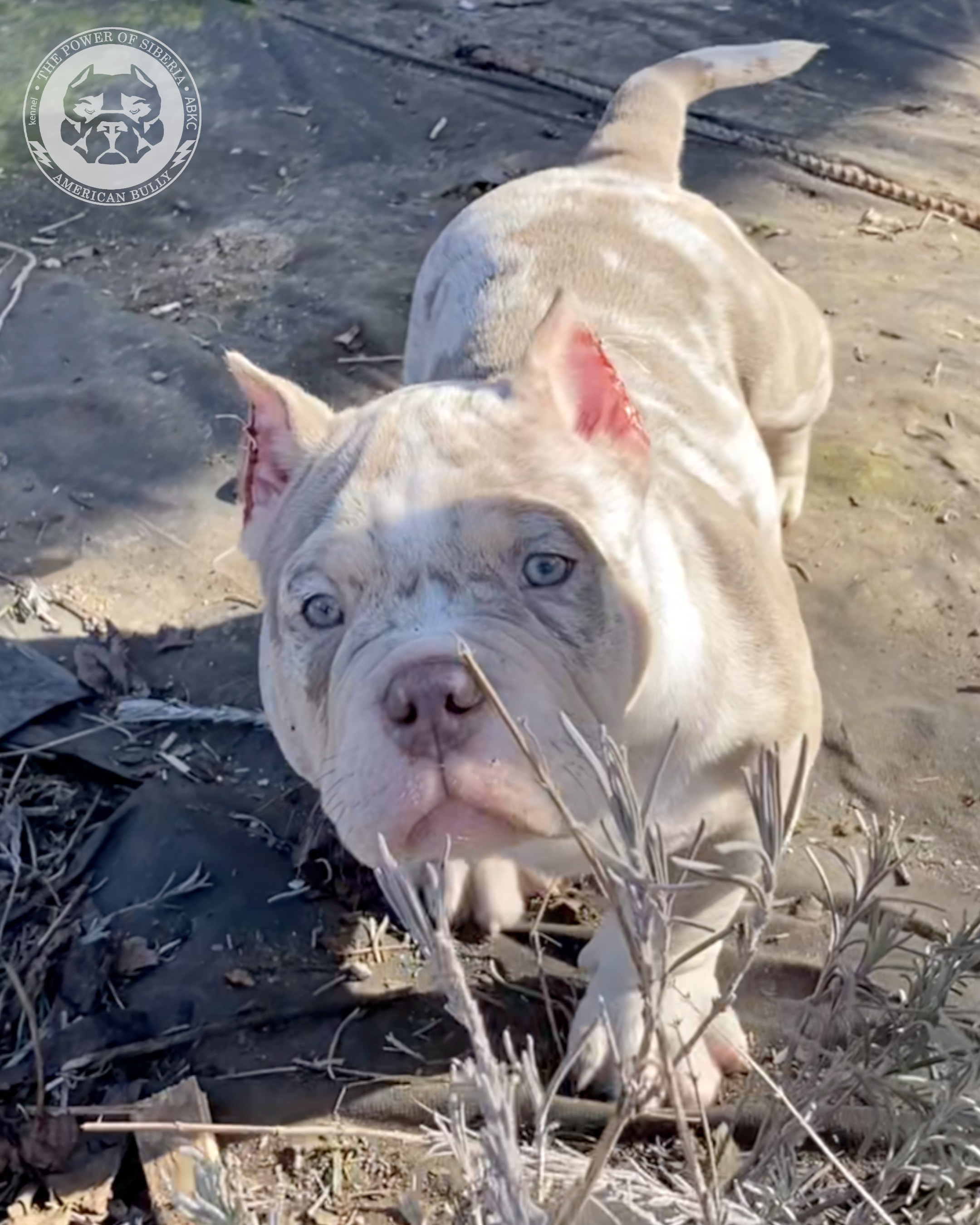 Свободные щенки Американский Булли, в типах покет, классик, стандарт. Американский Булли в г. Ростов-на-Дону. Питомник THE POWER OF SIBERIA