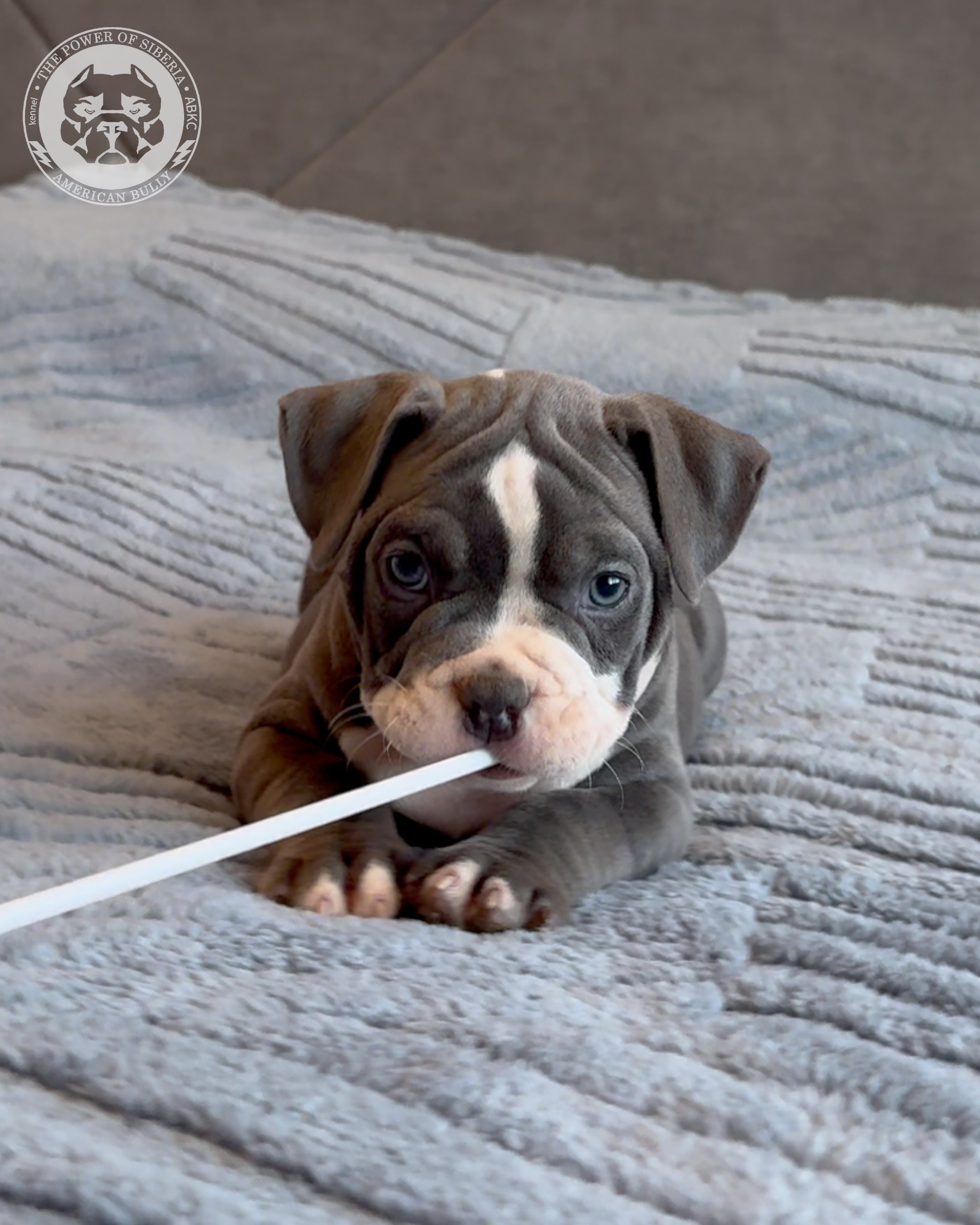 Свободные щенки Американский Булли, в типах покет, классик, стандарт. Американский Булли в г. Ростов-на-Дону. Питомник THE POWER OF SIBERIA