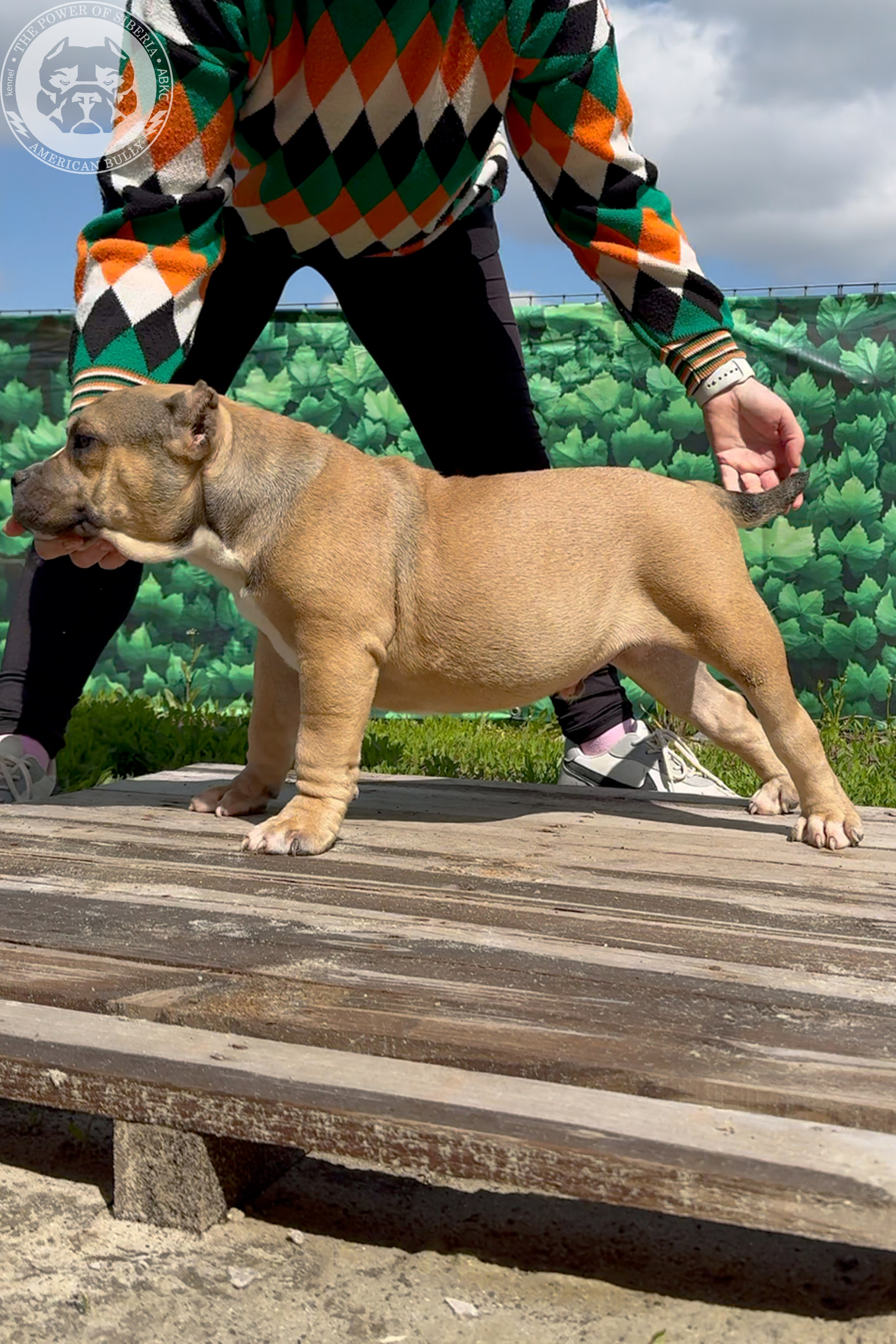 22.11.25 Тагира-Каспер. Американский Булли в г. Ростов-на-Дону. Питомник THE POWER OF SIBERIA