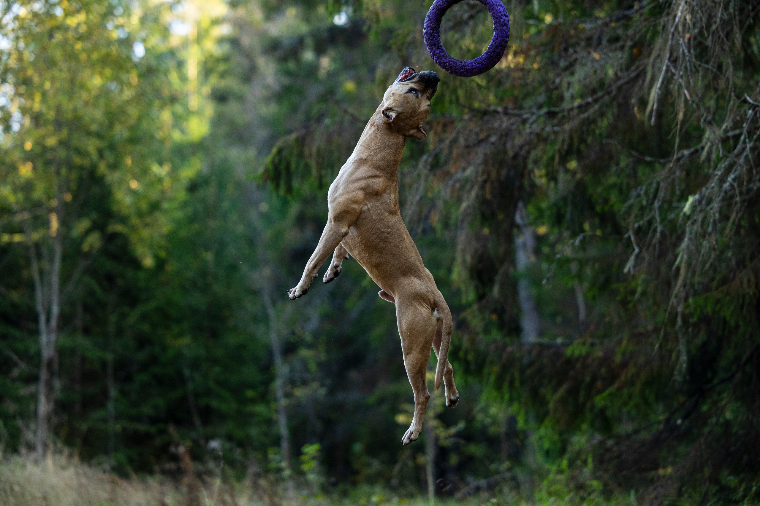 Фобос. Фотограф-анималист Анна Маринич