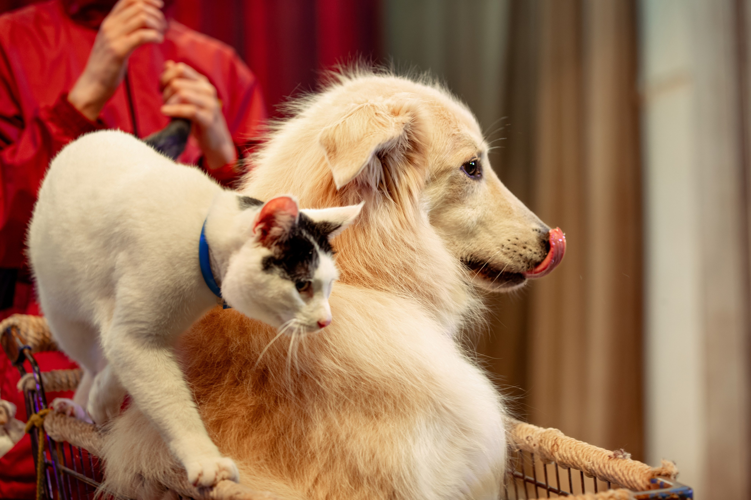 СОБЫТИЙНАЯ СЪЕМКА. Коммерческий фотограф Дамира Умярова (Москва)