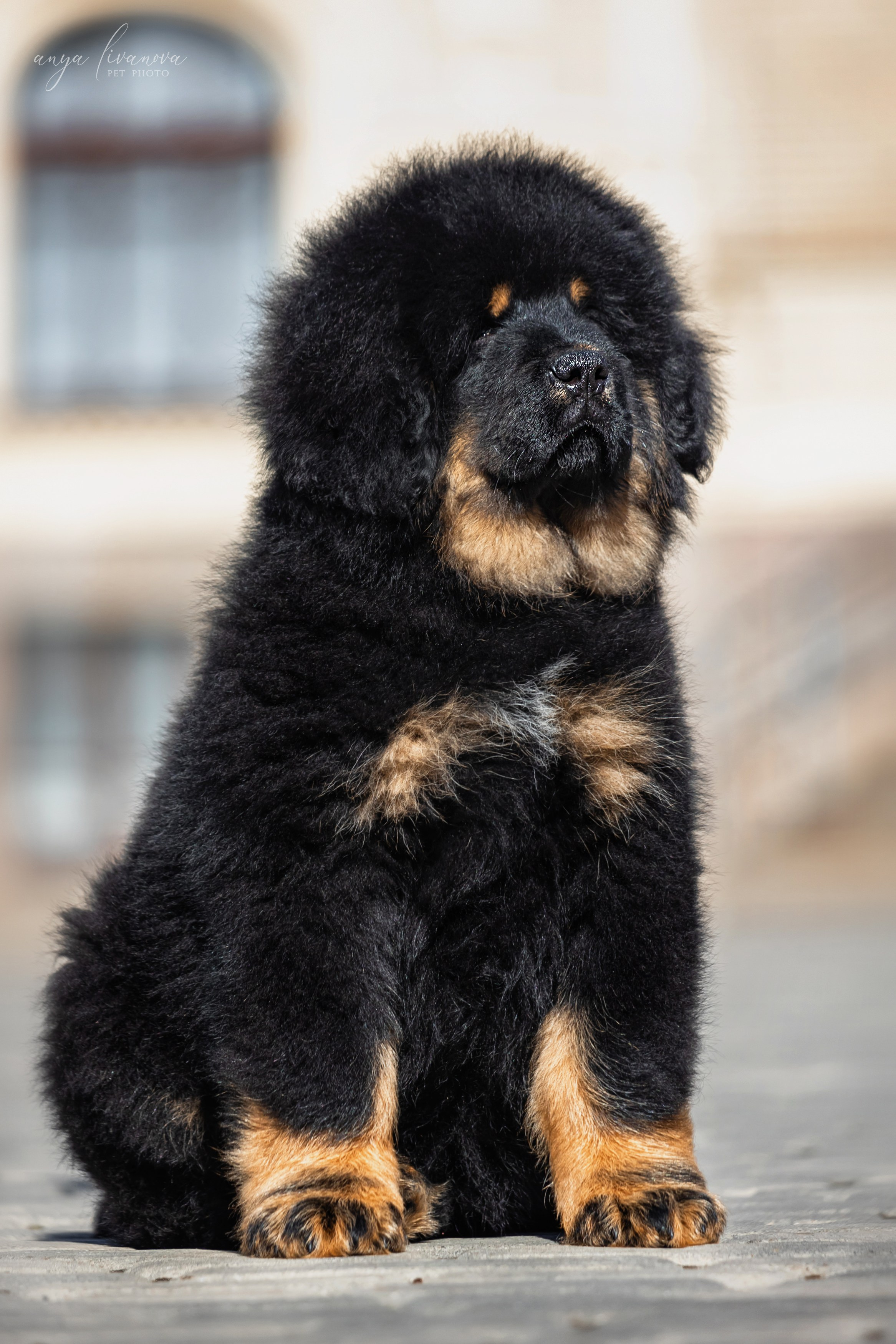 Тибеты. Фотограф анималист Аня Ливанова | Рыбинск