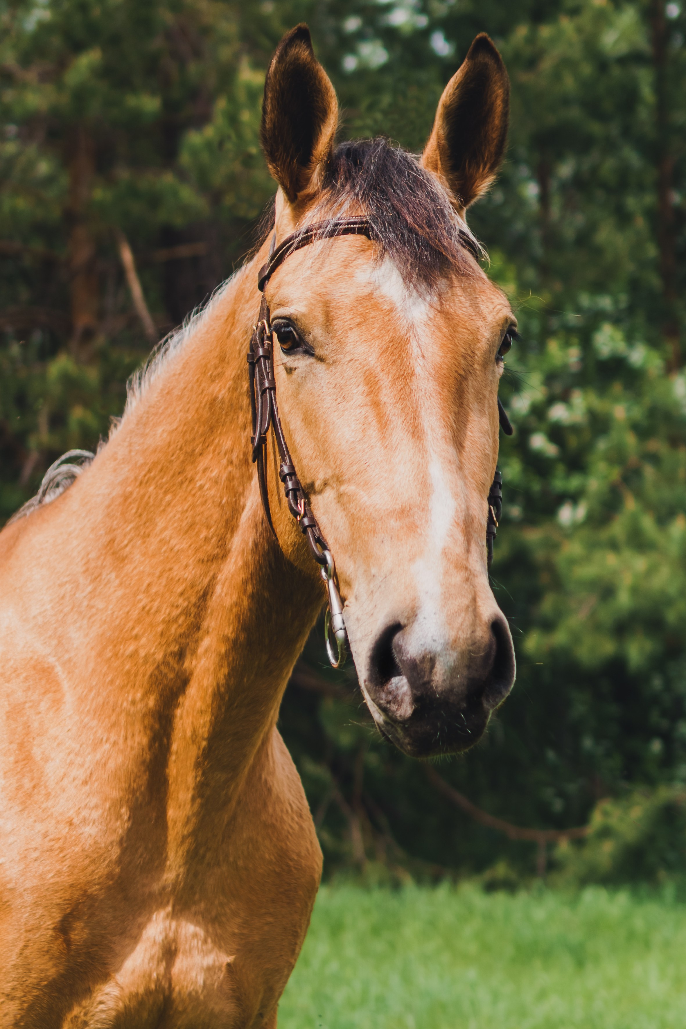 Life with horse. Saamill