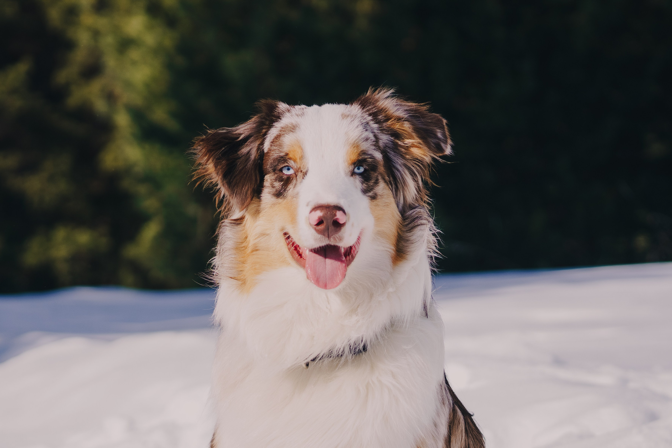 Life with dog. Saamill