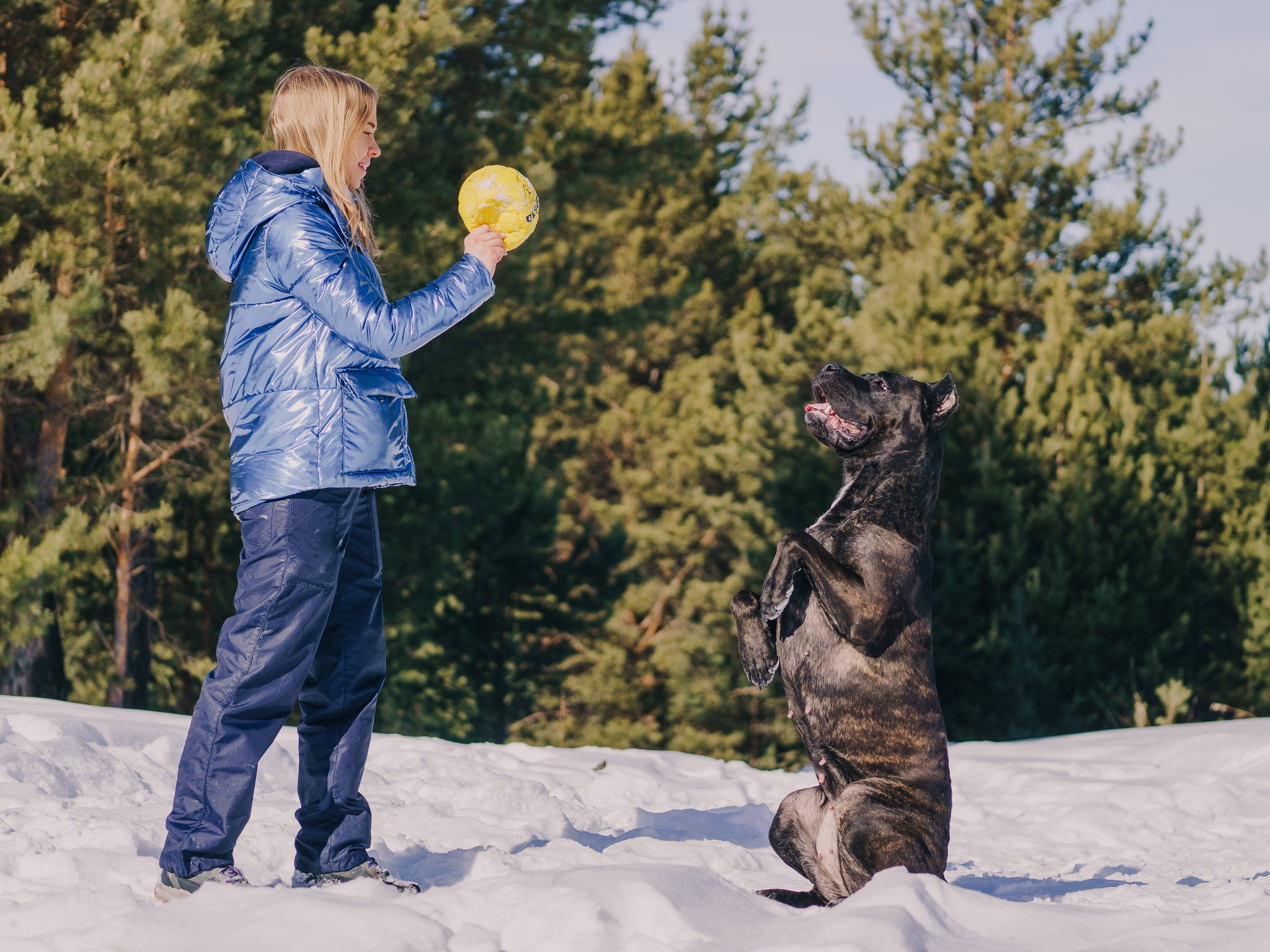 Life with dog. Saamill