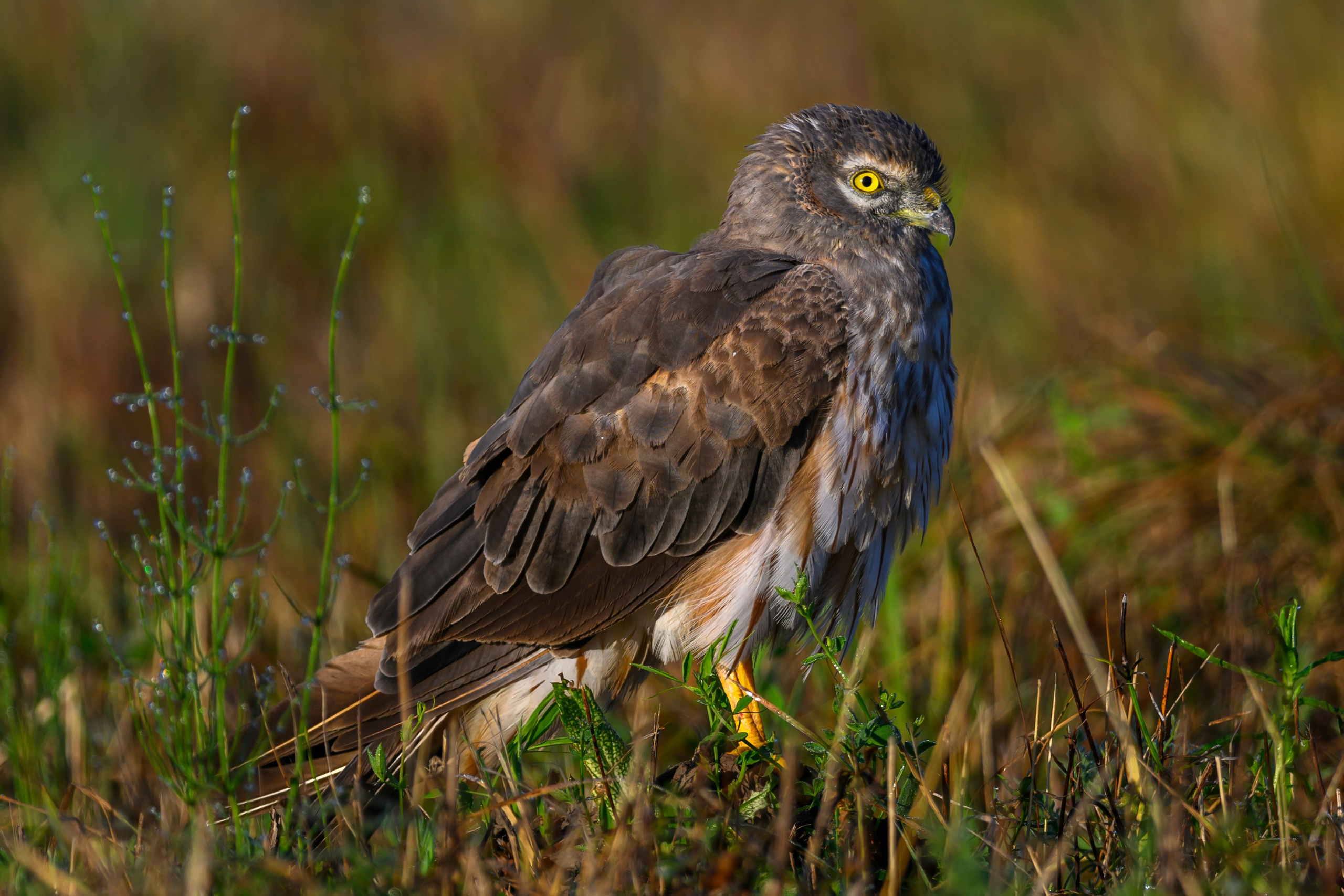 Луни. Wildlife photography by Sergey Puponin