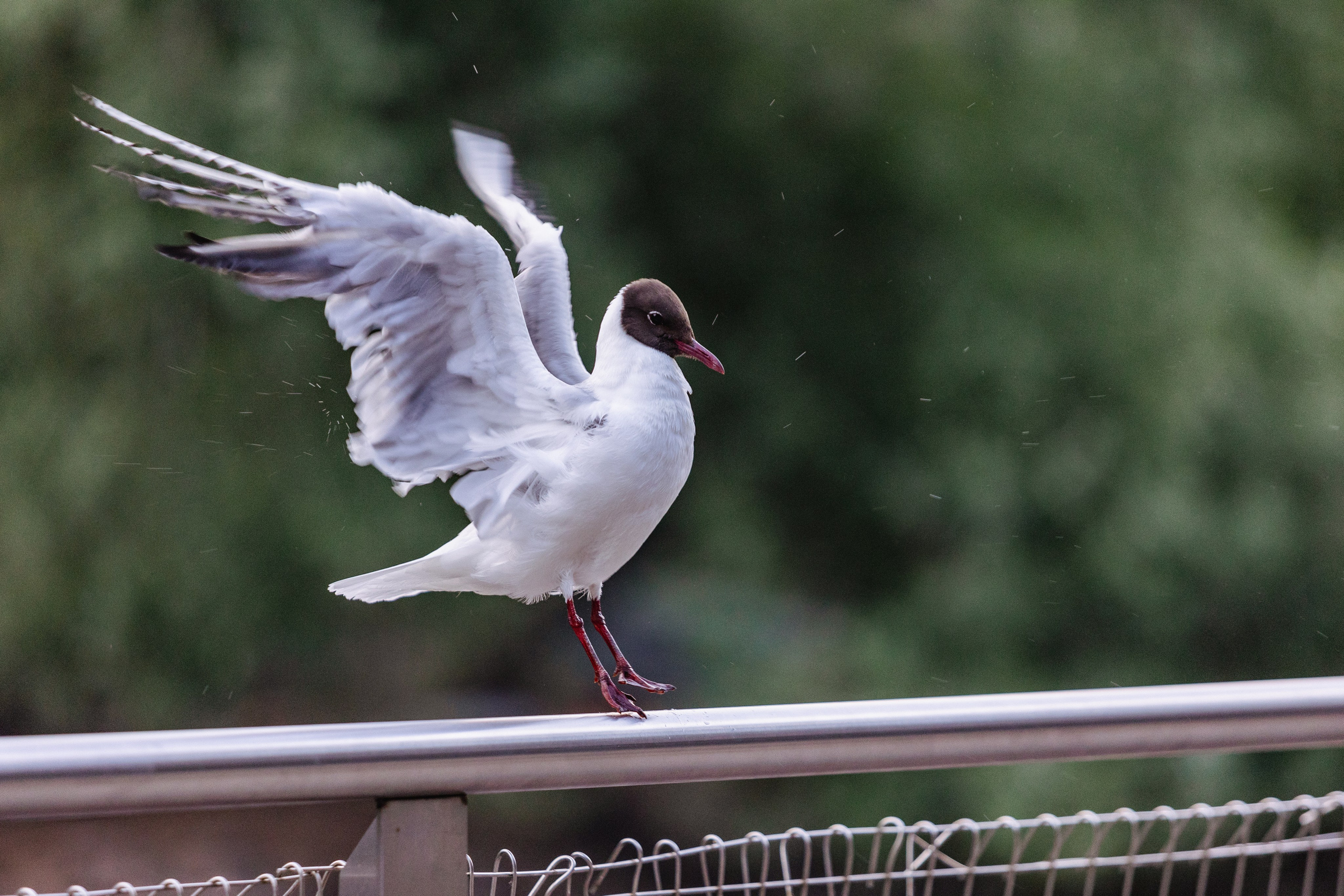 Московский зоопарк. Photographer Sonkina Tatiana (Tanya Ash)