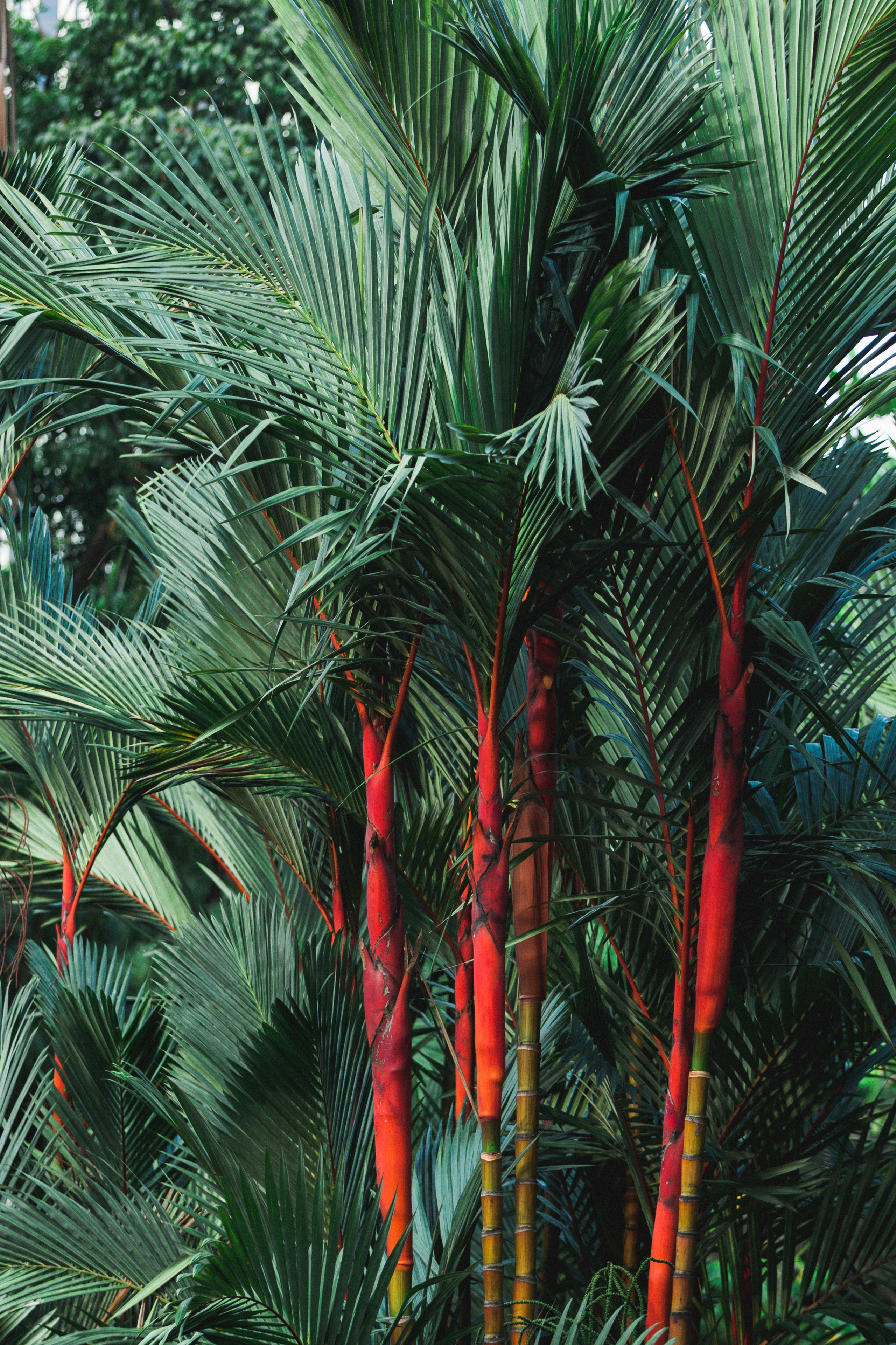 Malaysia. ДарияГалямова — фотограф: открытый, творческий, коммерческий