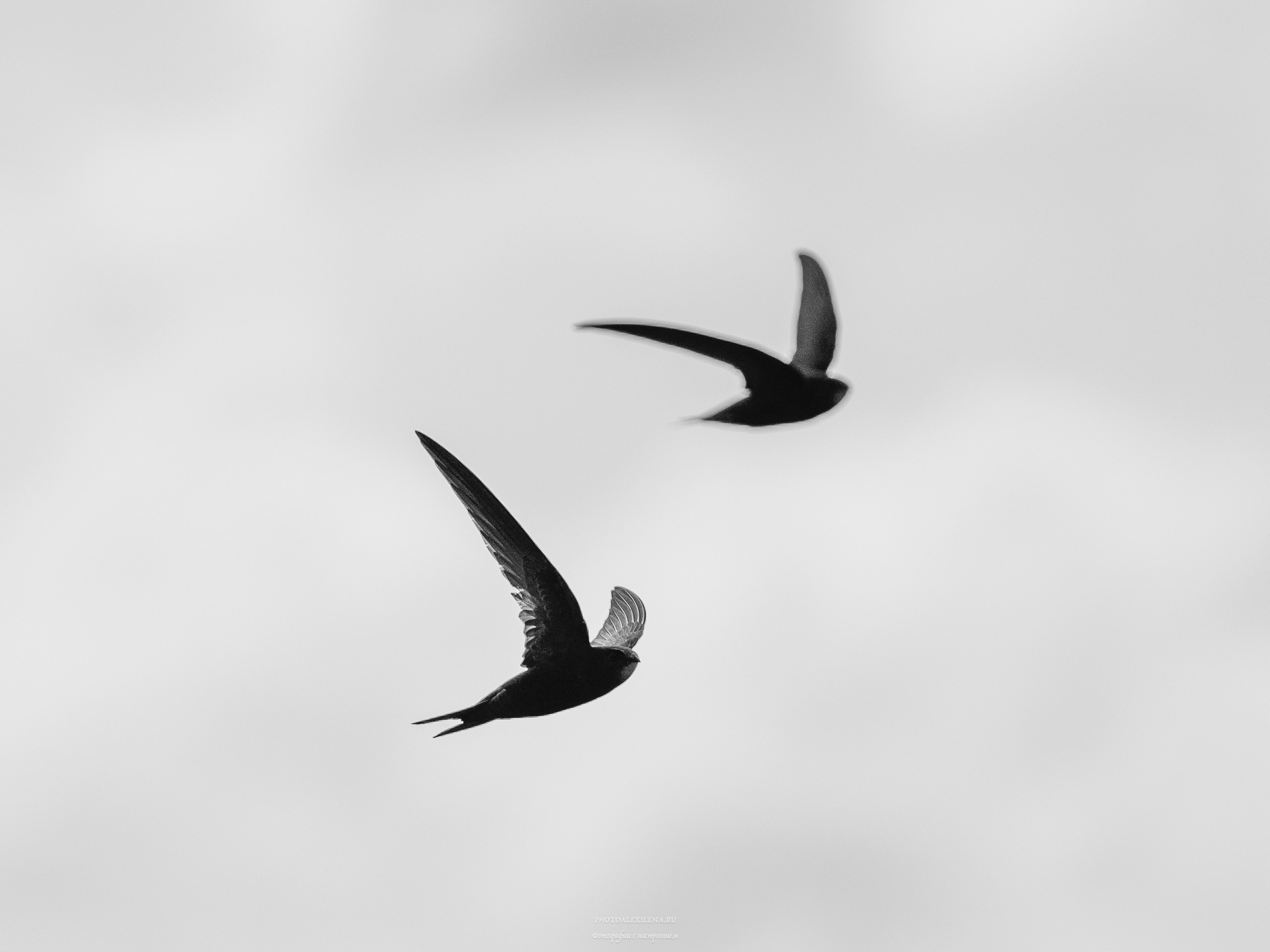 Чёрно-белые птицы. Авторские стильные фотокартины