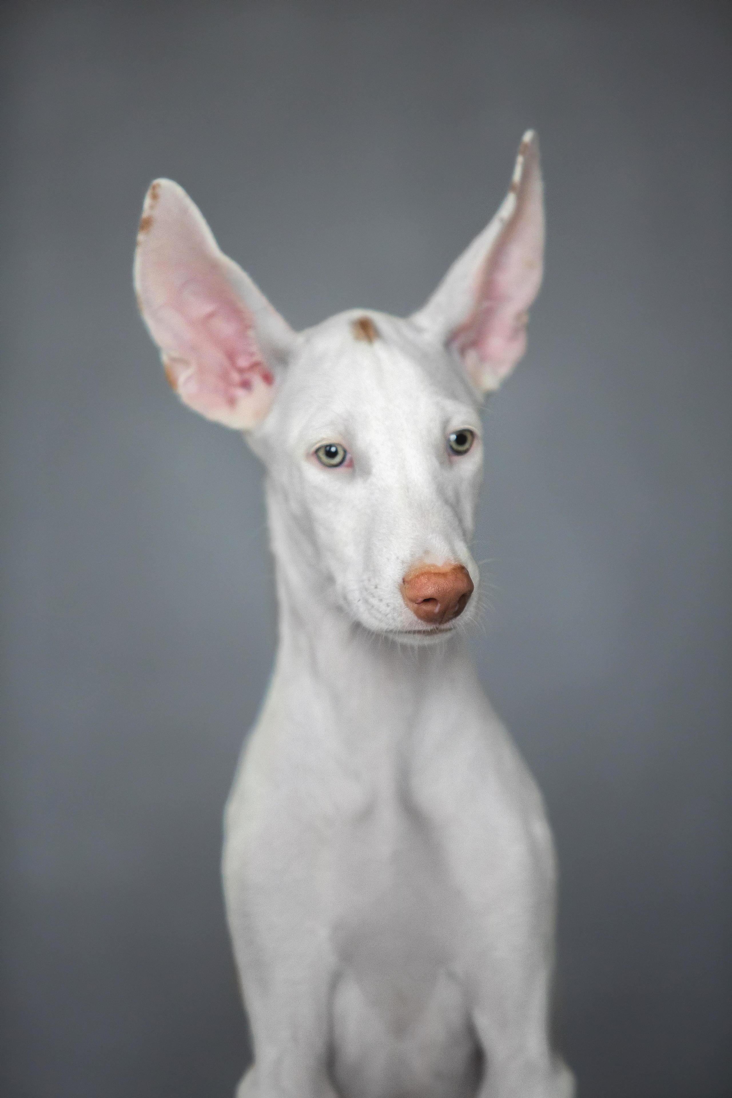 Поденко Ибиценко. Https://moshkovaphoto.ru/