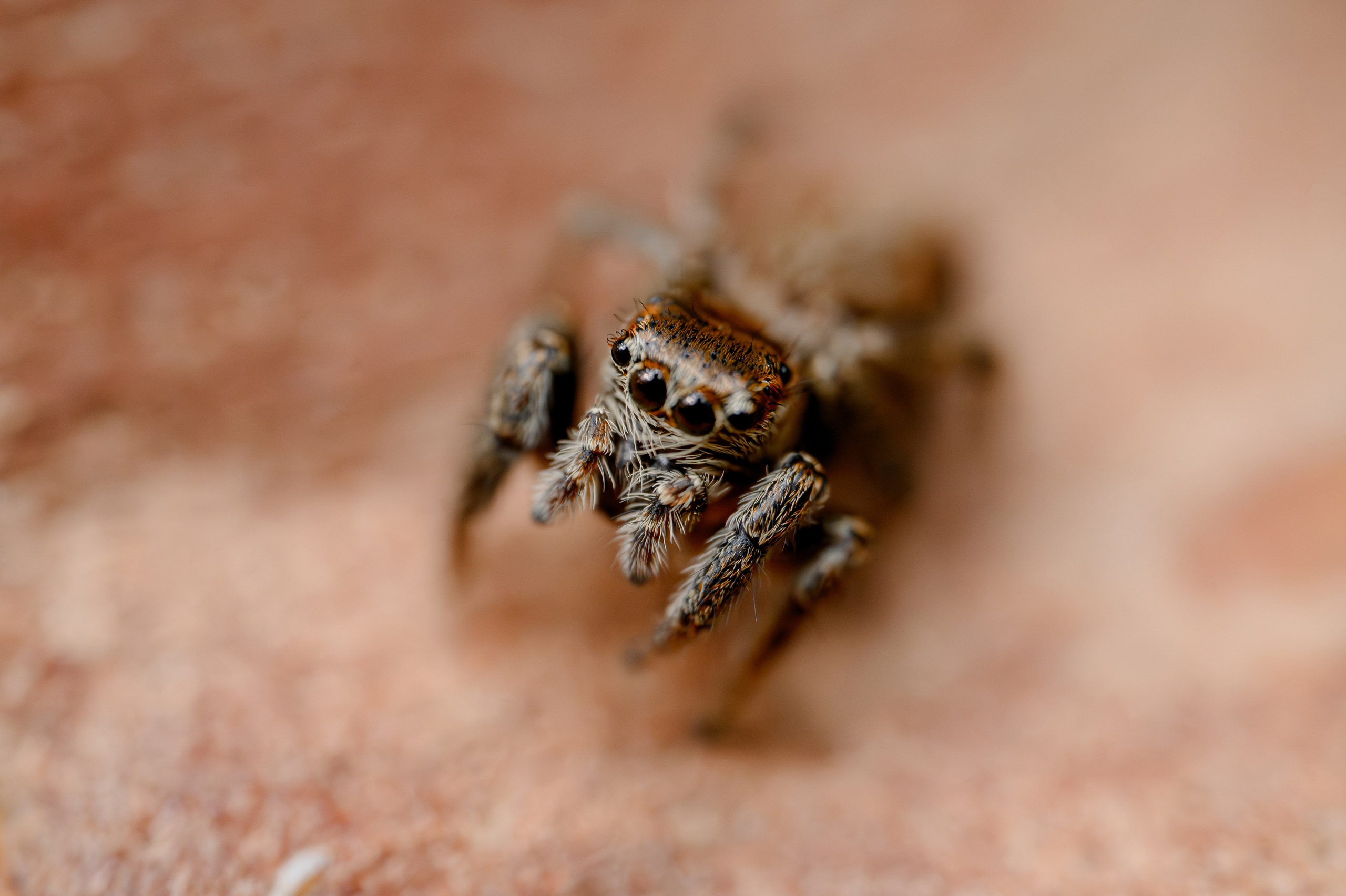 Пауки Жуки. Фотограф Александр Смирнов