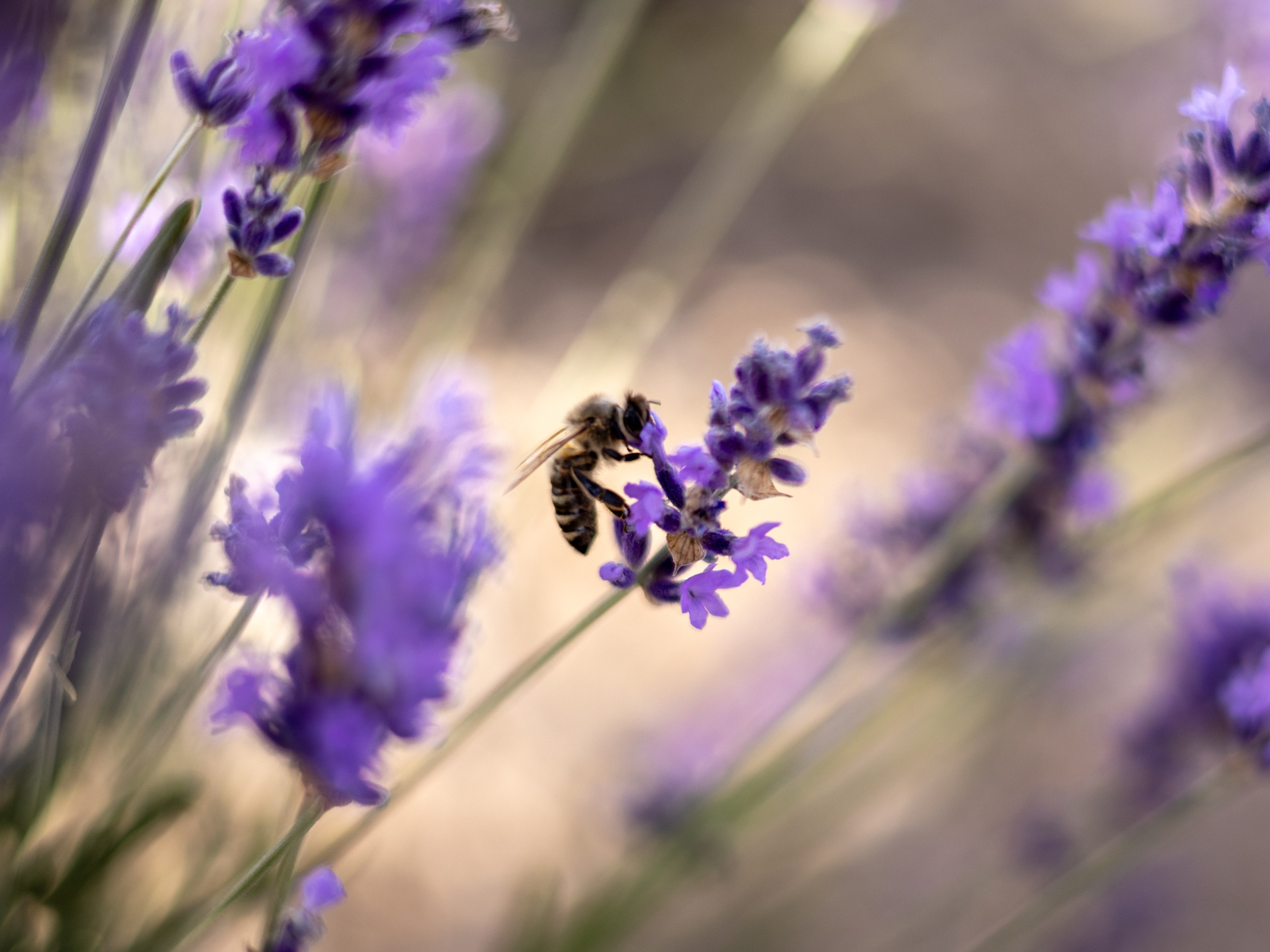 Природа. Be_Legend