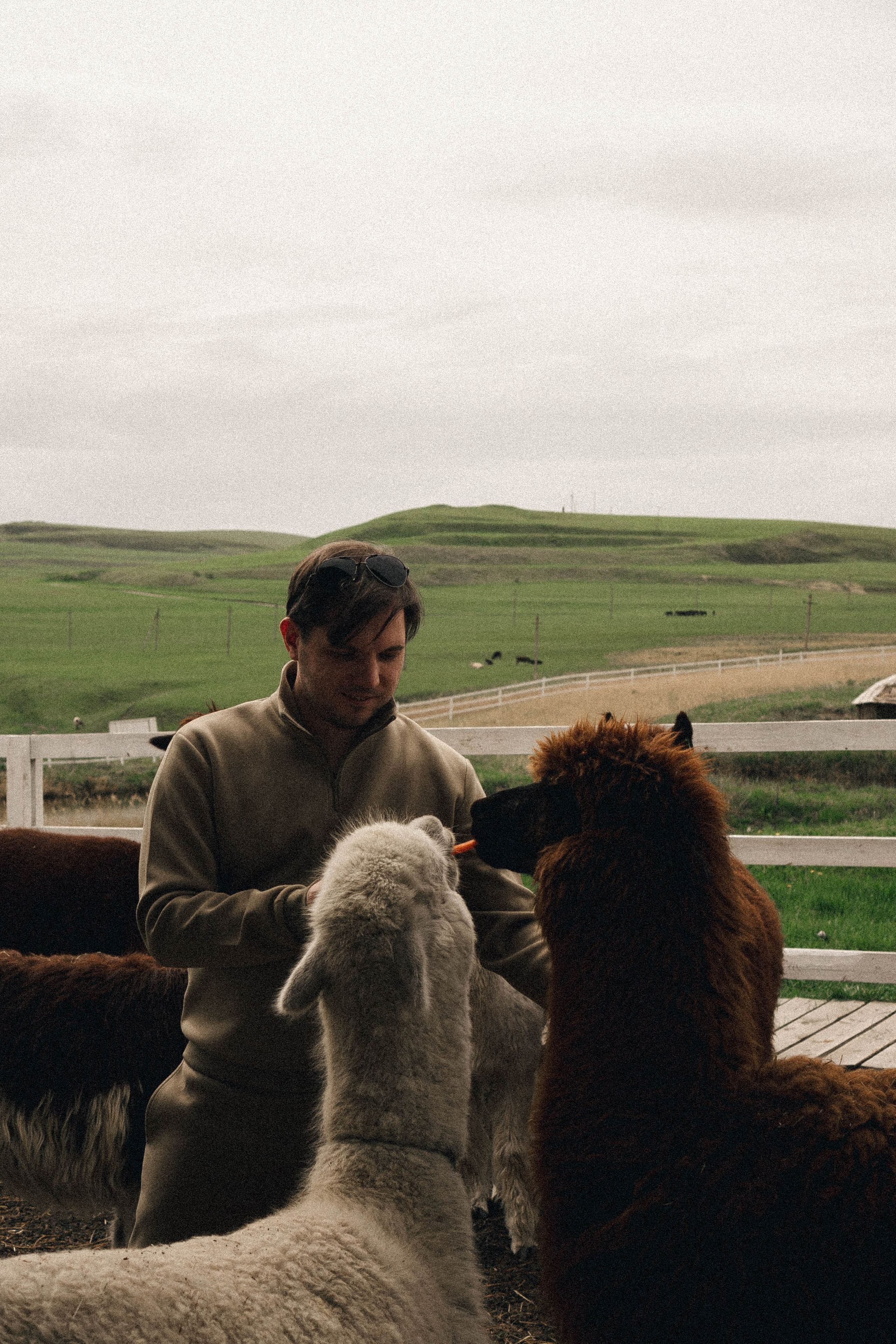 Ферма Альпак. Профессиональный фотограф, Санкт-Петербург — Виктория Богомолова