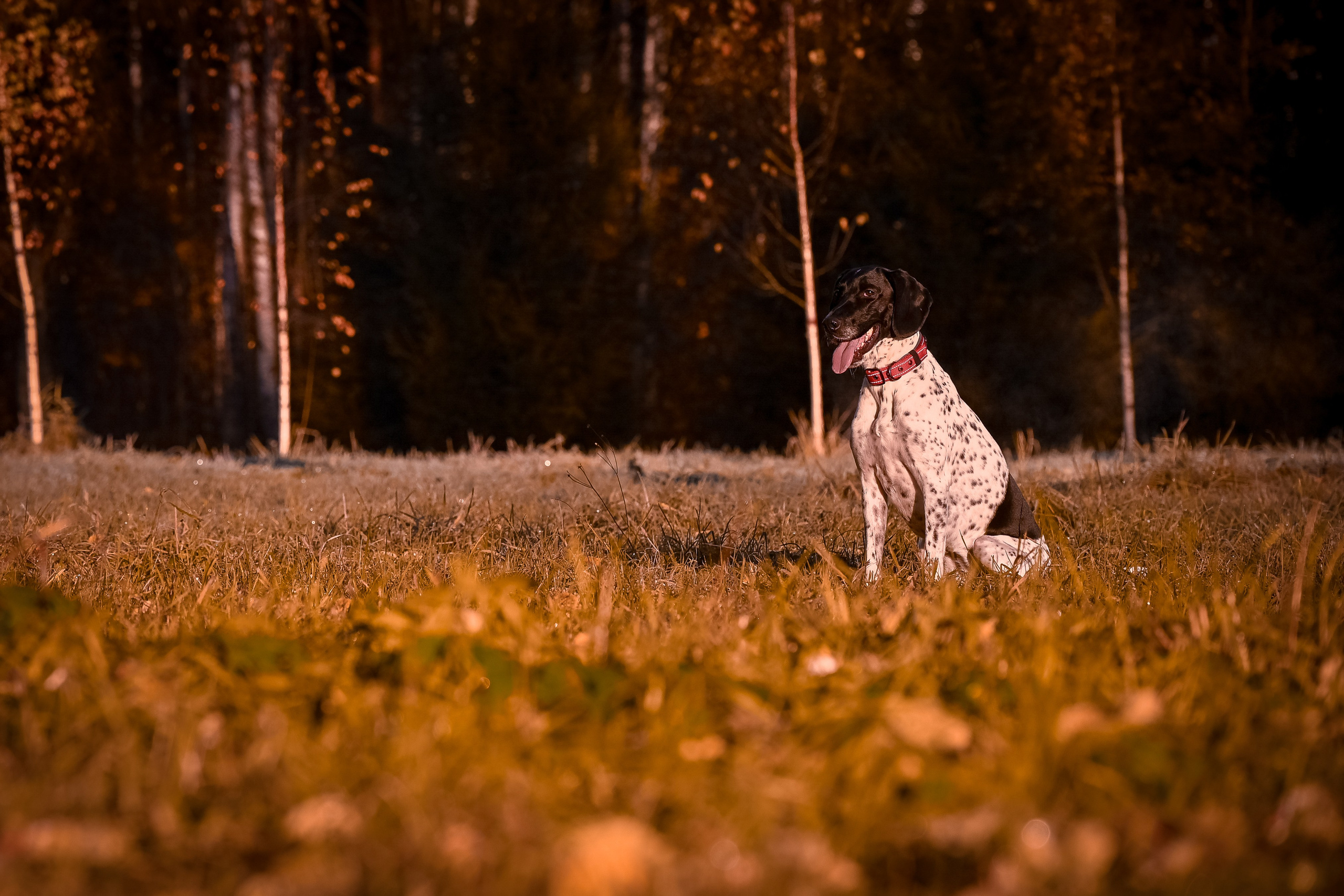 Собаки. Фотограф-анималист в Санкт-Петербурге Анастасия Иванова