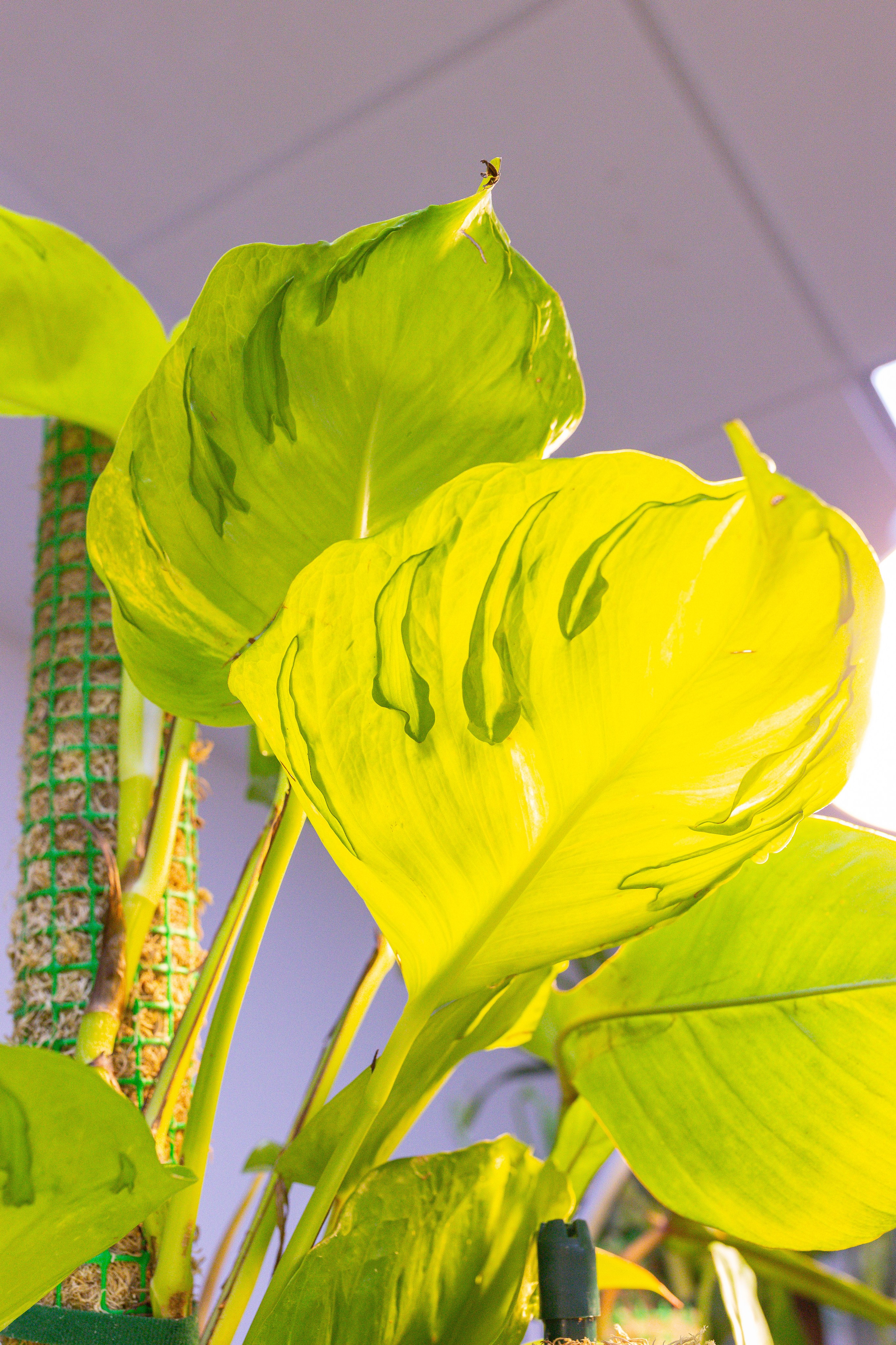 Монстериум 11–12 октября. Александра Куликова фотограф, Москва