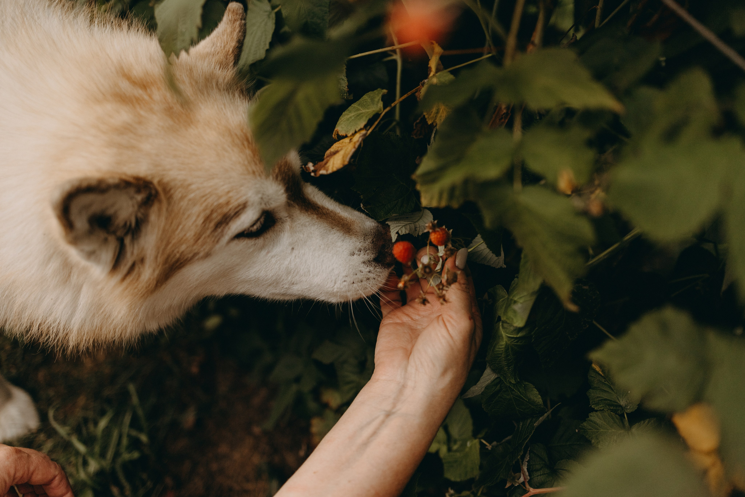 Дом у реки. Фотограф — Анималист | Санкт-Петербург