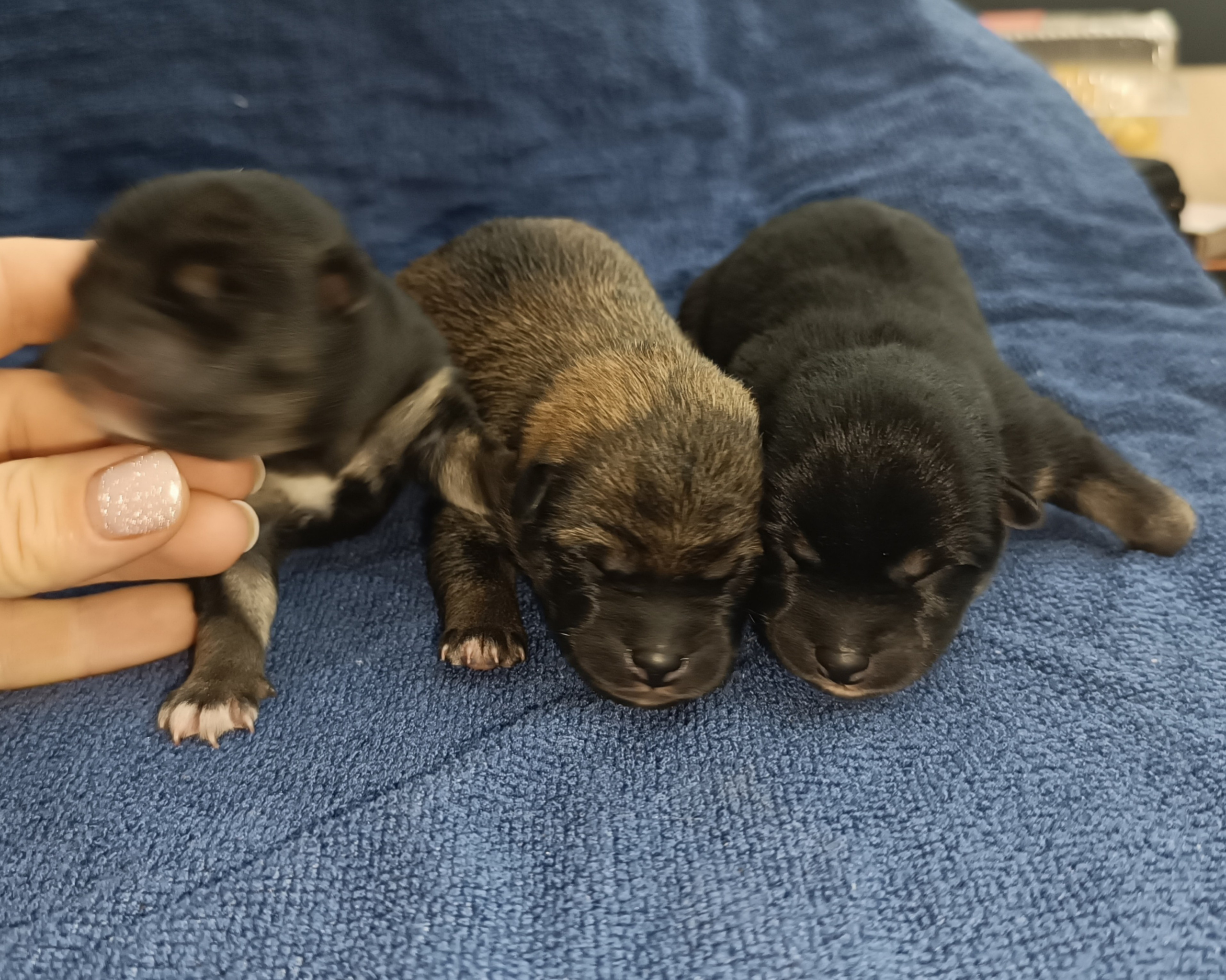 сиба питомник Рубилайт щенки на продажу rubylight  сиба щенки купить СПб Санкт-Петербург 