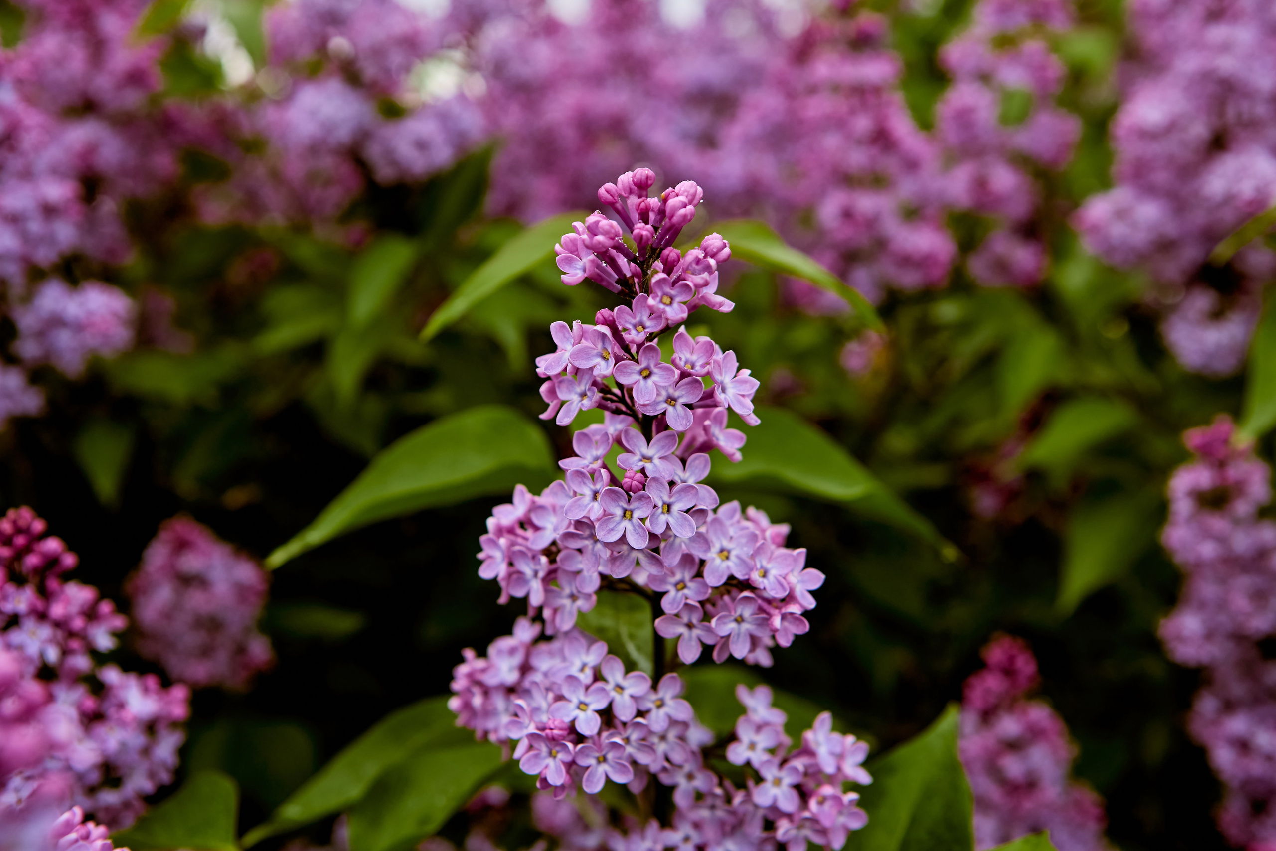 Сирень г. Дзержинск фото Николая Голованова