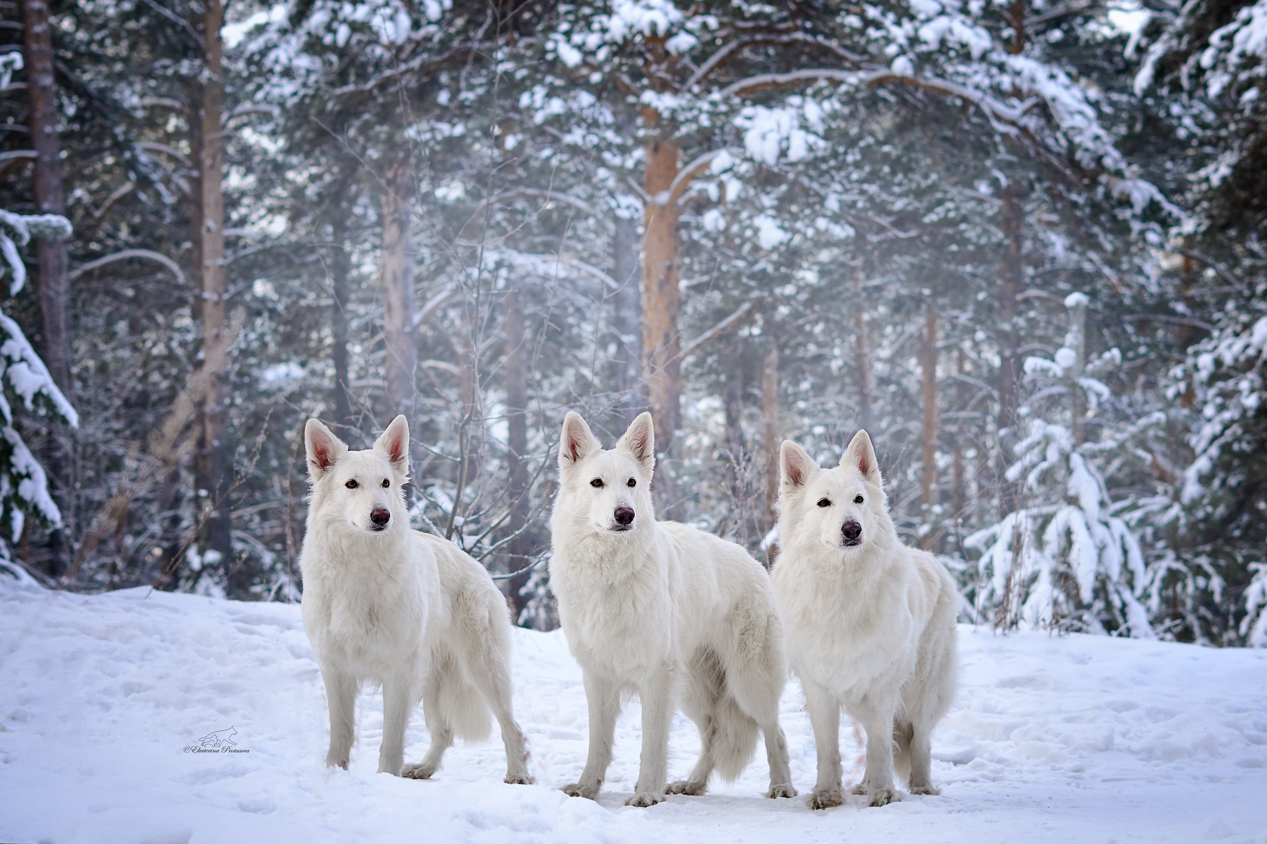Ксения и ее овчарки. Фотограф-анималист в Иркутске