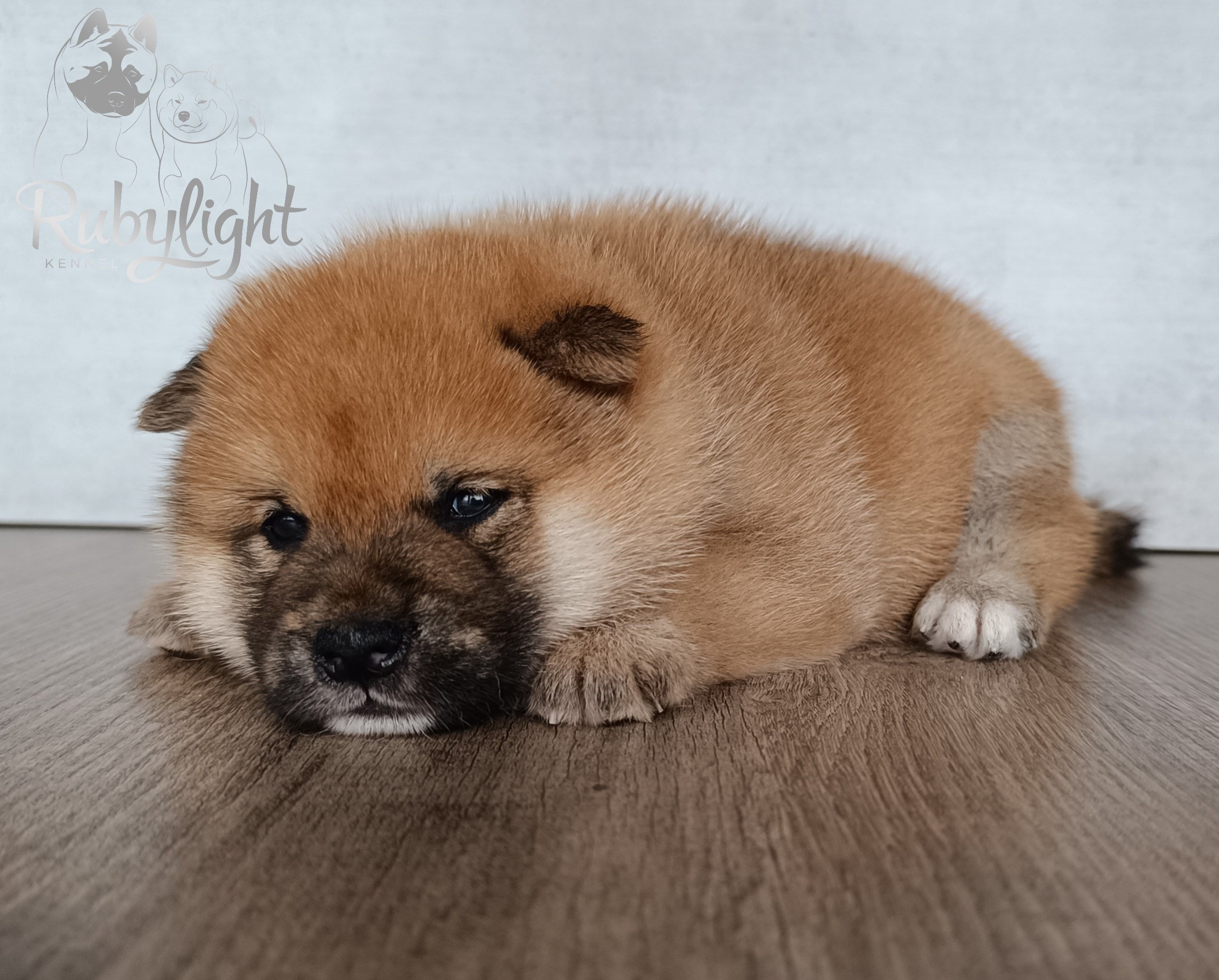 Сиба Rubylight Everest питомник Рубилайт 