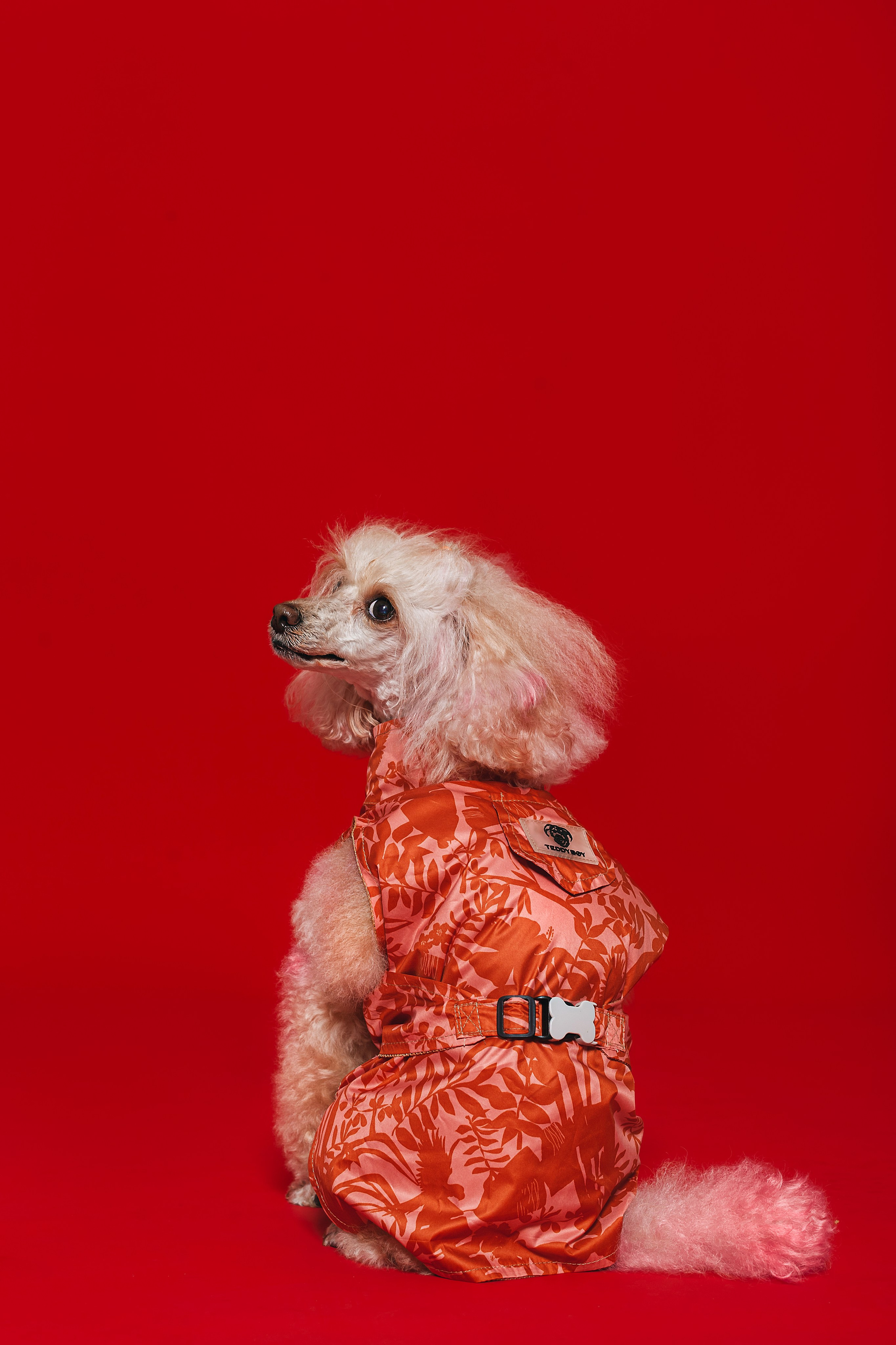 Съемка для бренда TEDDYBOY. Фотограф-анималист Татьяна Степанова