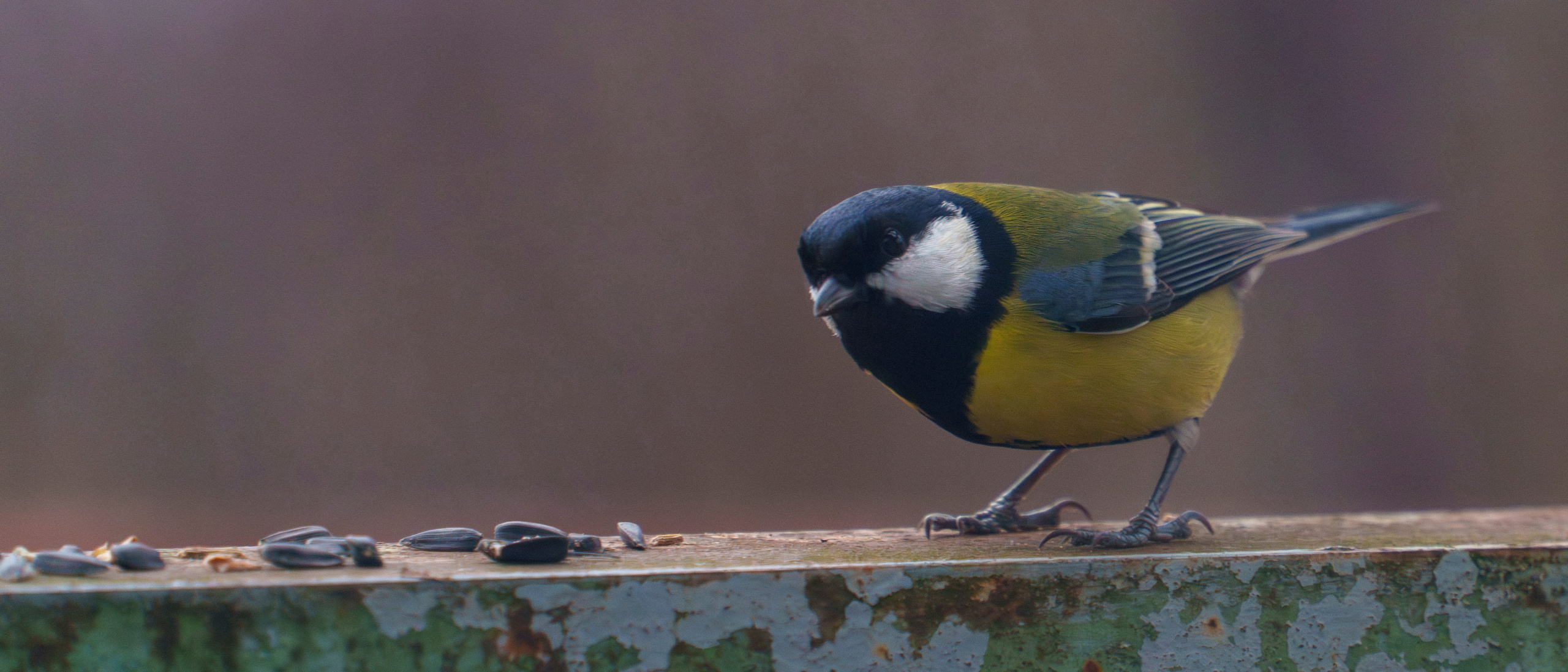 Animals — Животные