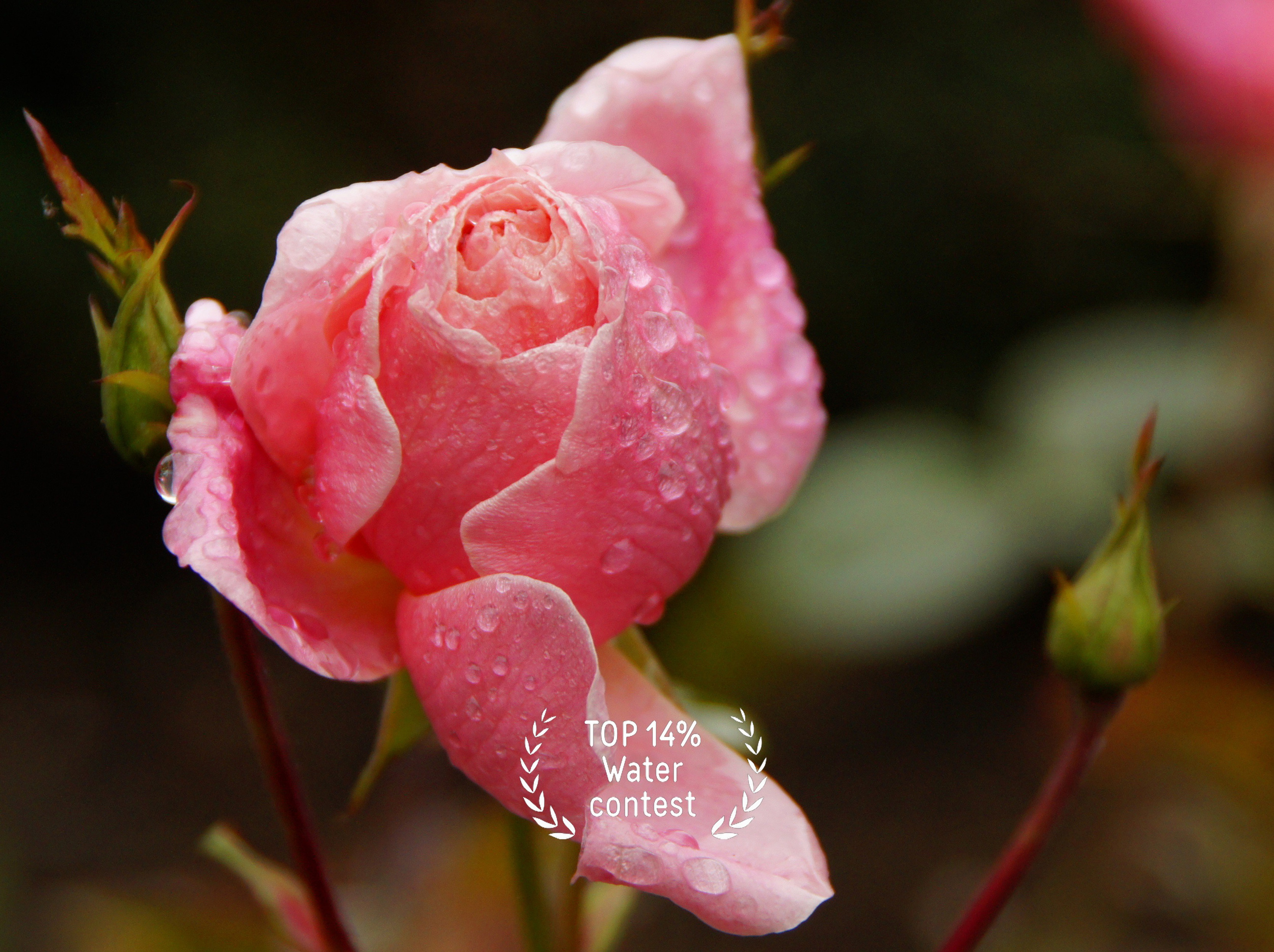 Участие в фотоконкурсах 35AWARDS. #antonfotomaster Фотограф, мастер нейровизуала в Москве Антон Фролов